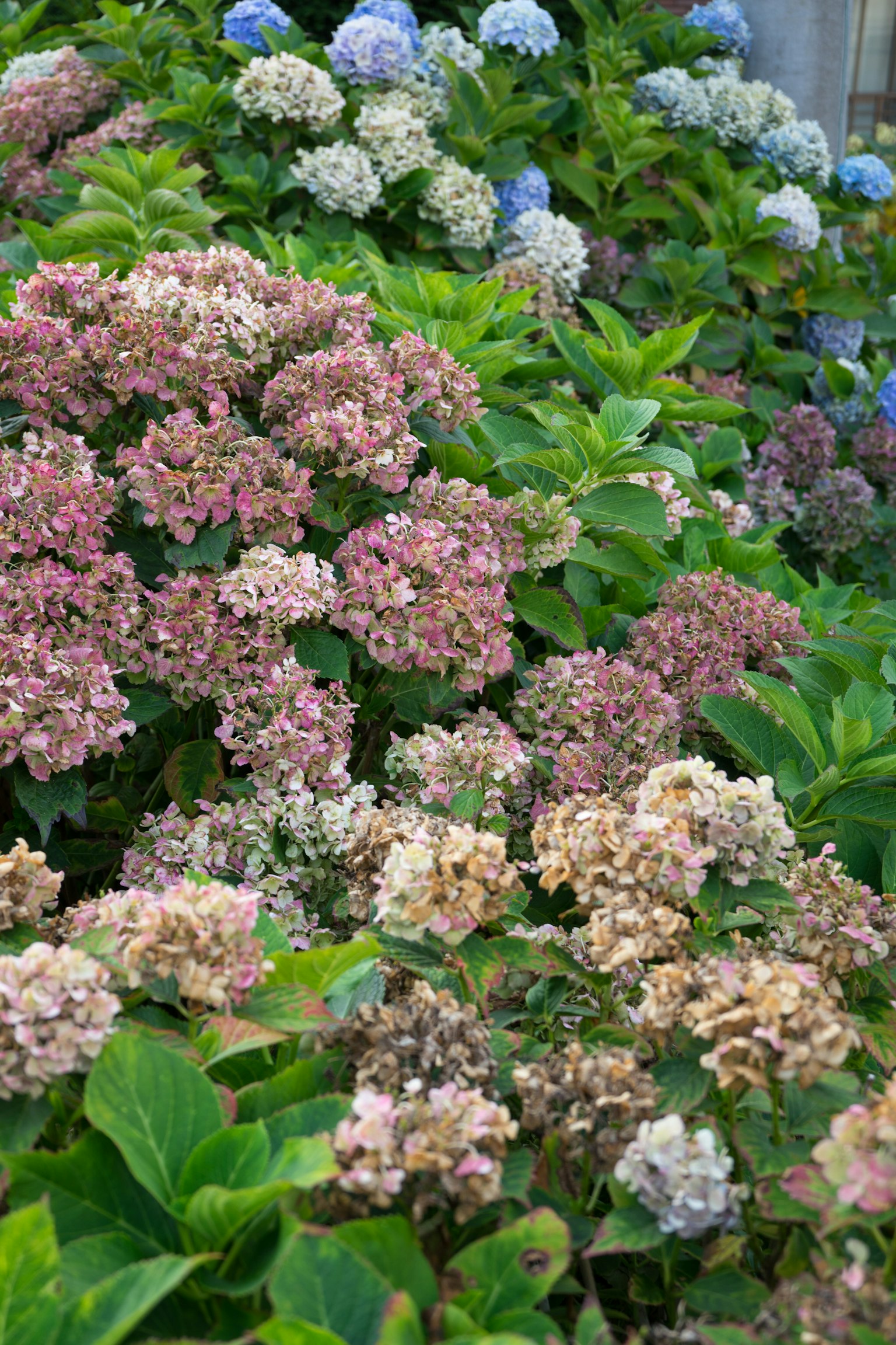 Fiori di ortensia colorati che sbocciano in un giardino
