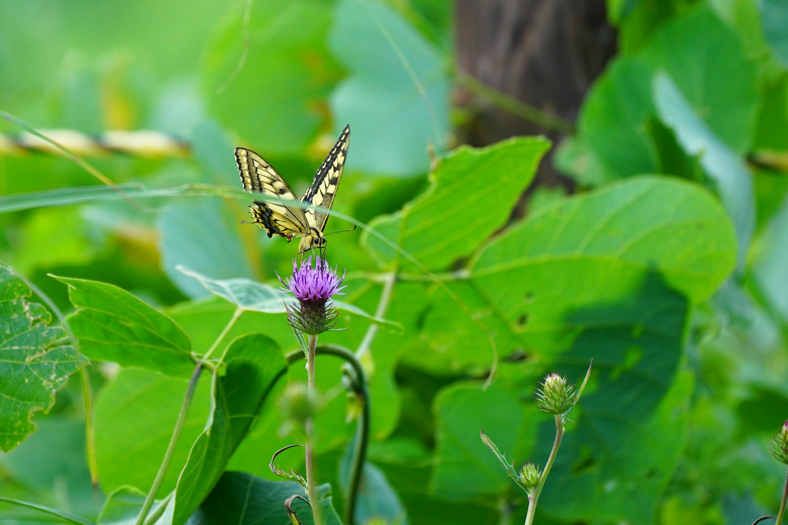 Gelbe Schmetterling auf lila Blume, umgeben von üppigem grünem Laub