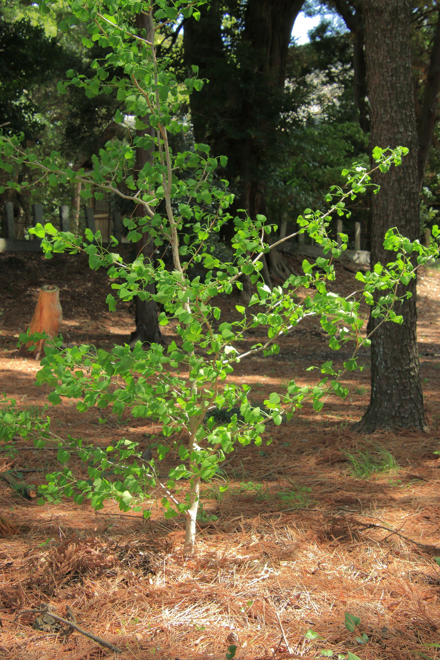 Un jeune arbre avec des feuilles vertes se tenant parmi la forêt environnante