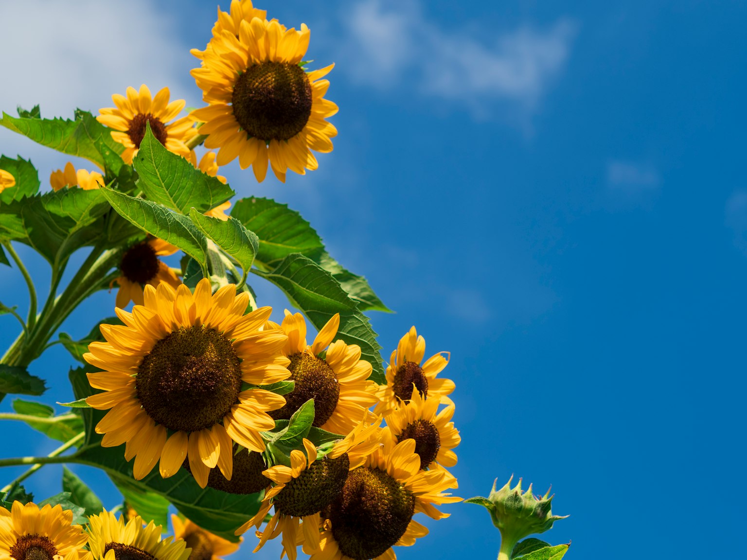 Fleurs de tournesols brillantes fleurissant sous un ciel bleu