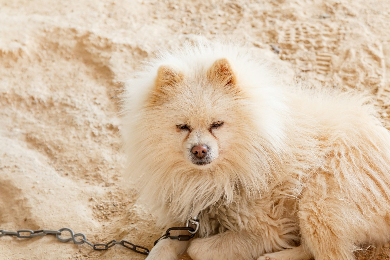 A fluffy white Pomeranian sitting on sand while chained