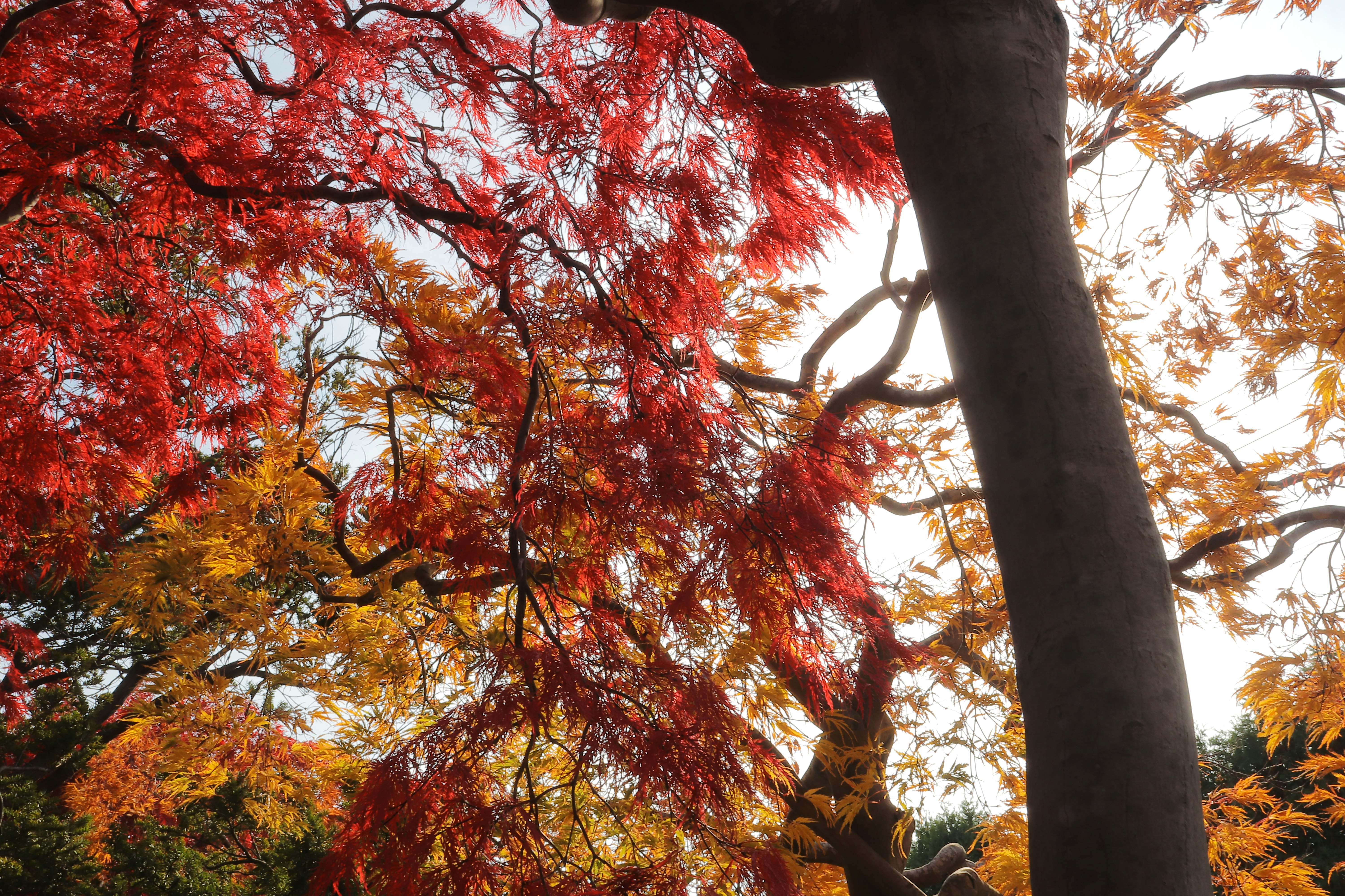 秋季紅楓葉與樹幹的林景