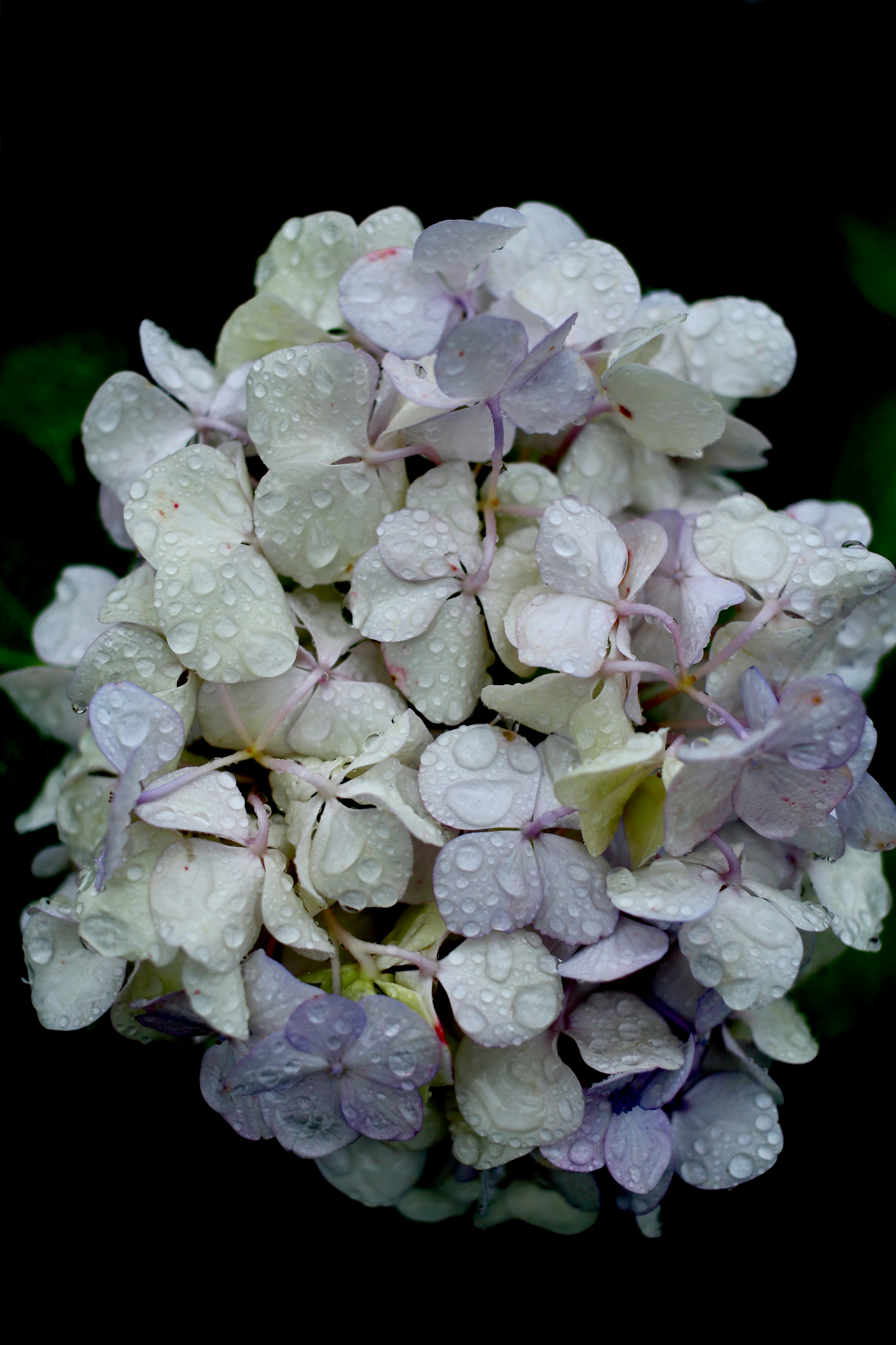 紫陽花の花びらに付いた雨粒のクローズアップ