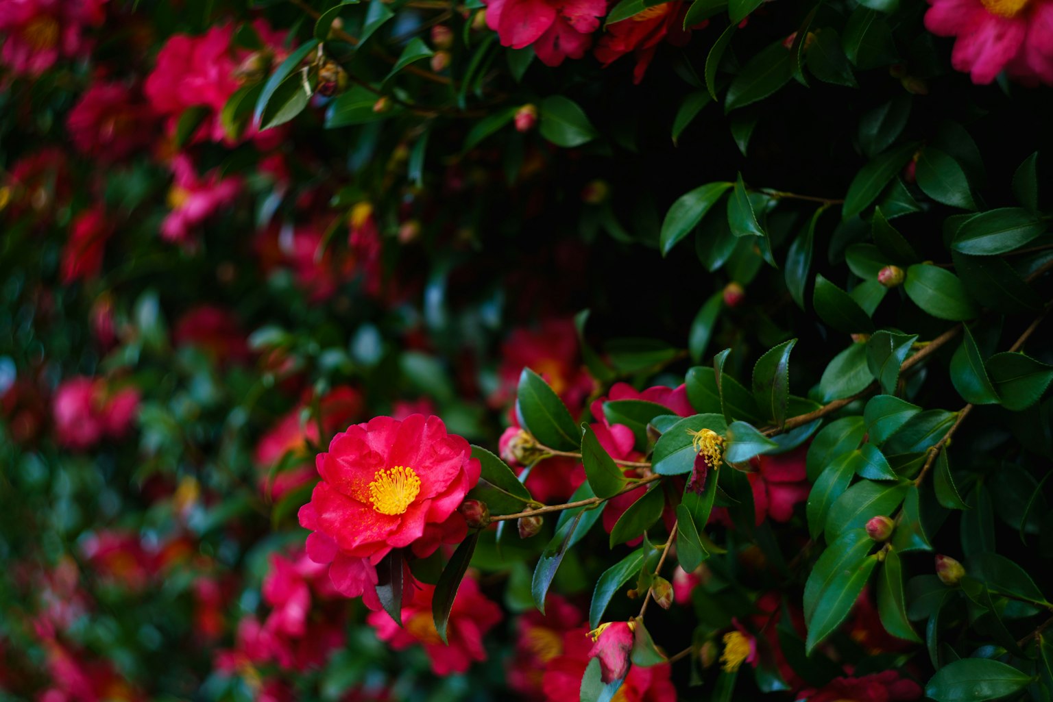 Lebendige rosa Blumen und grüne Blätter eines Kamelienstrauchs