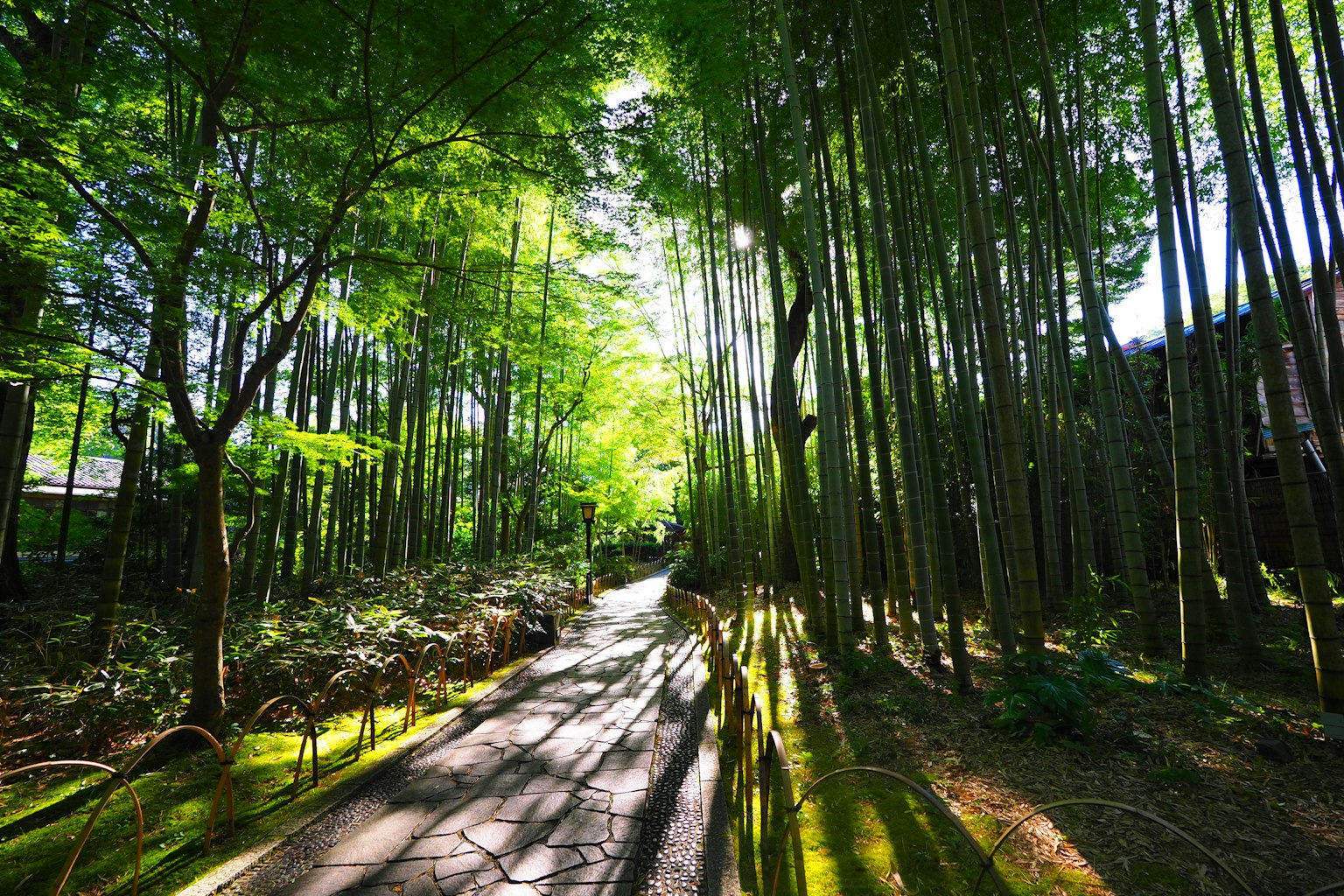Ein ruhiger Weg umgeben von grünen Bäumen Sonnenlicht, das hindurchscheint und schöne Schatten wirft
