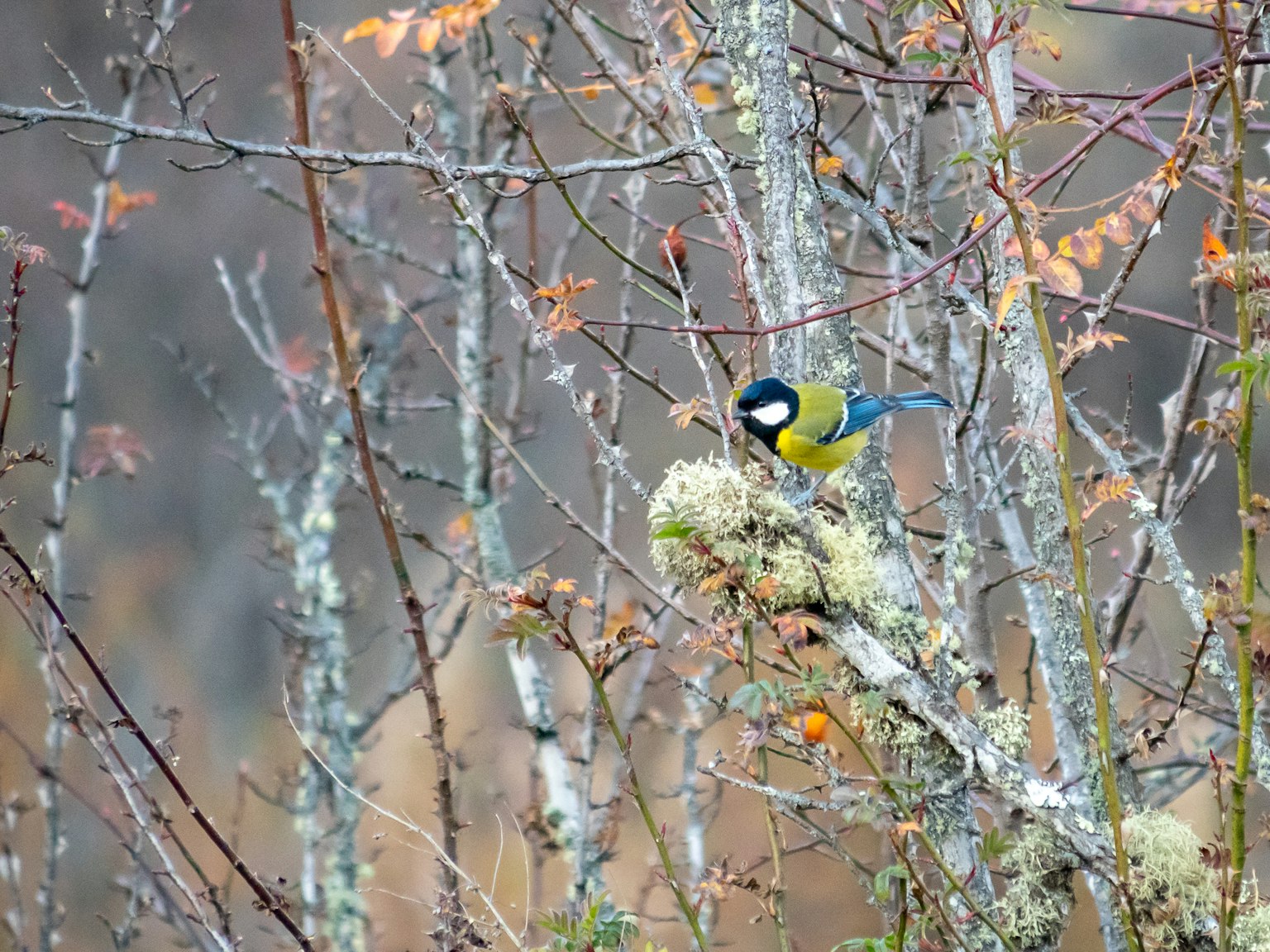 Ein blau-gelber Vogel, der auf einem moosigen Ast zwischen kahlen Bäumen sitzt