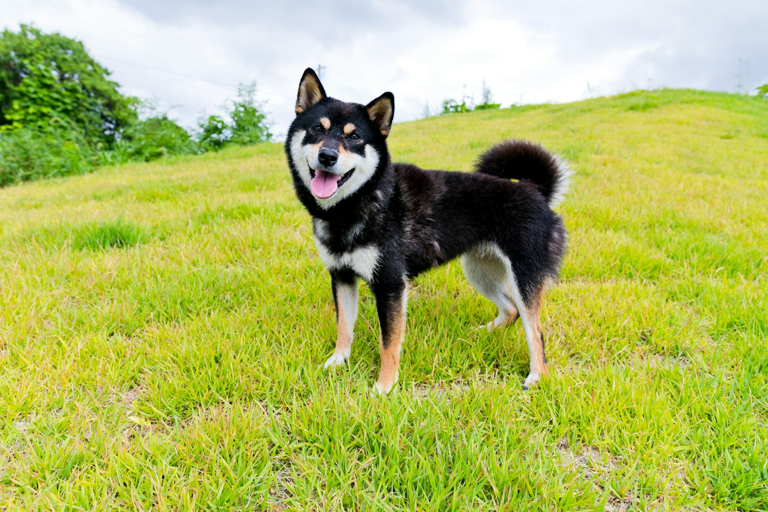 Shiba Inu dog standing on green grass with a happy expression