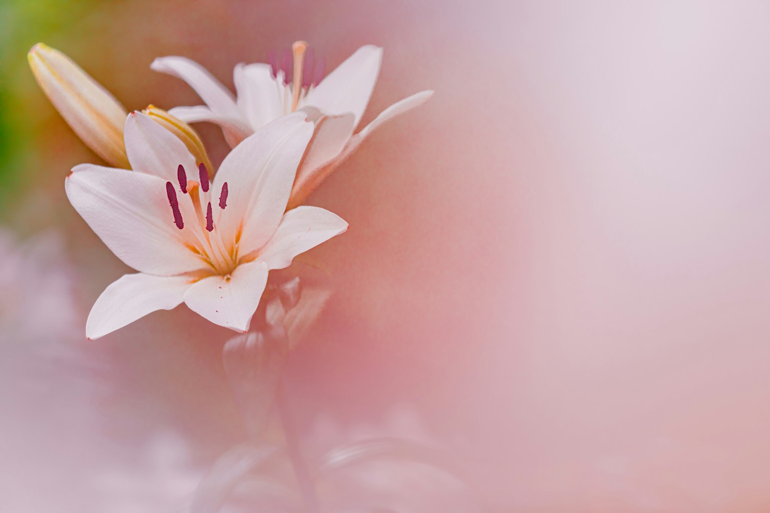 Nahaufnahme einer weißen Lilie vor einem sanften rosa Hintergrund