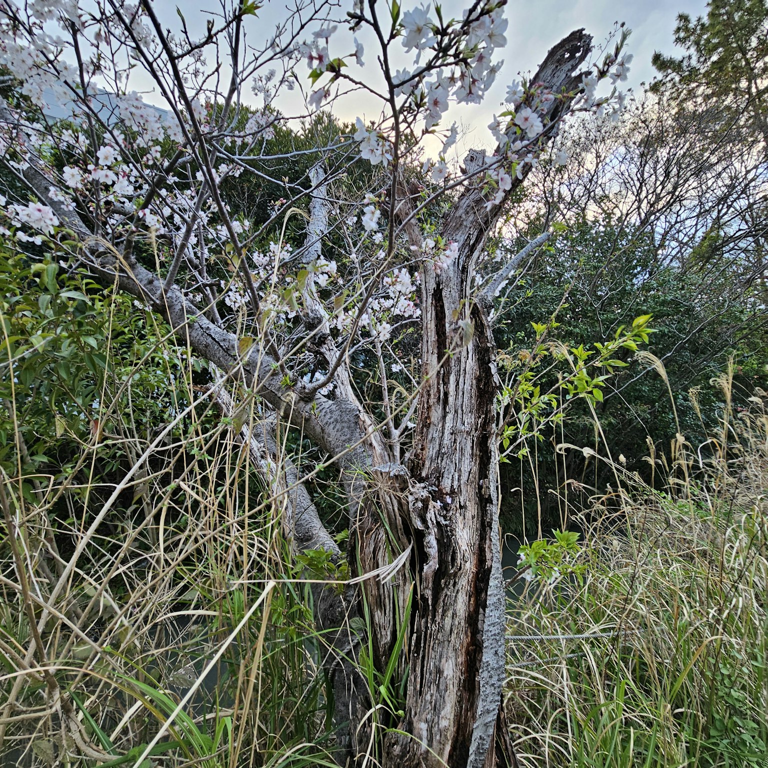 Un tronco d'albero vecchio con fiori che sbocciano e erba circostante