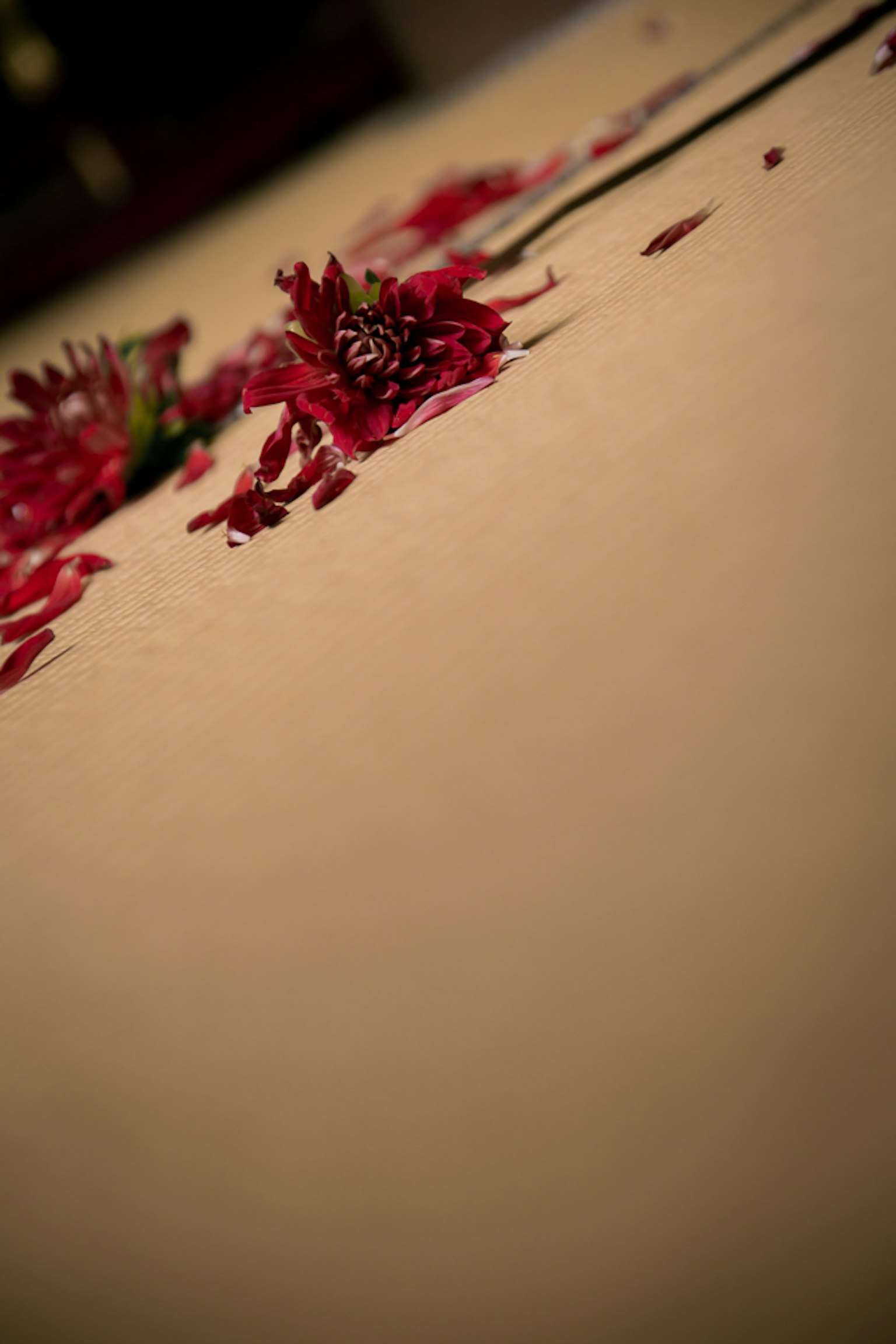Image de pétales de fleurs rouges éparpillés sur le sol