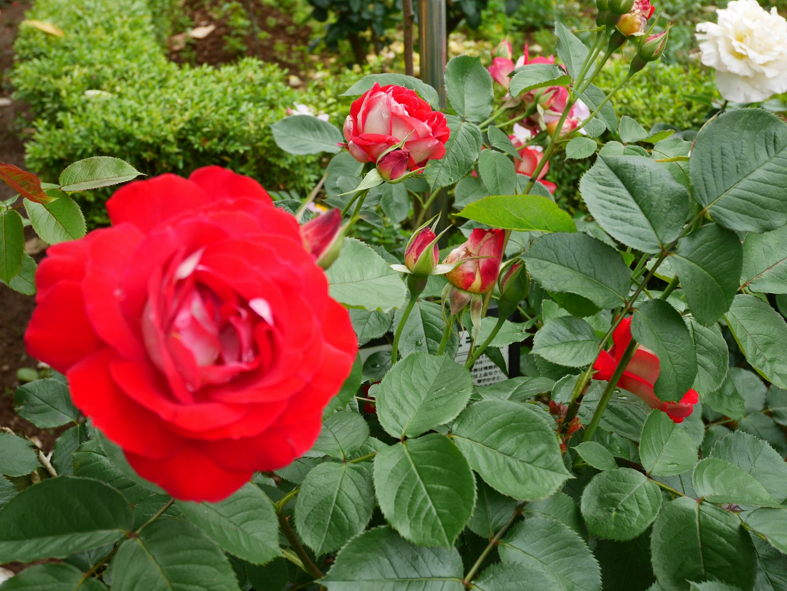 Vibrante rote Rose blüht in einem Garten