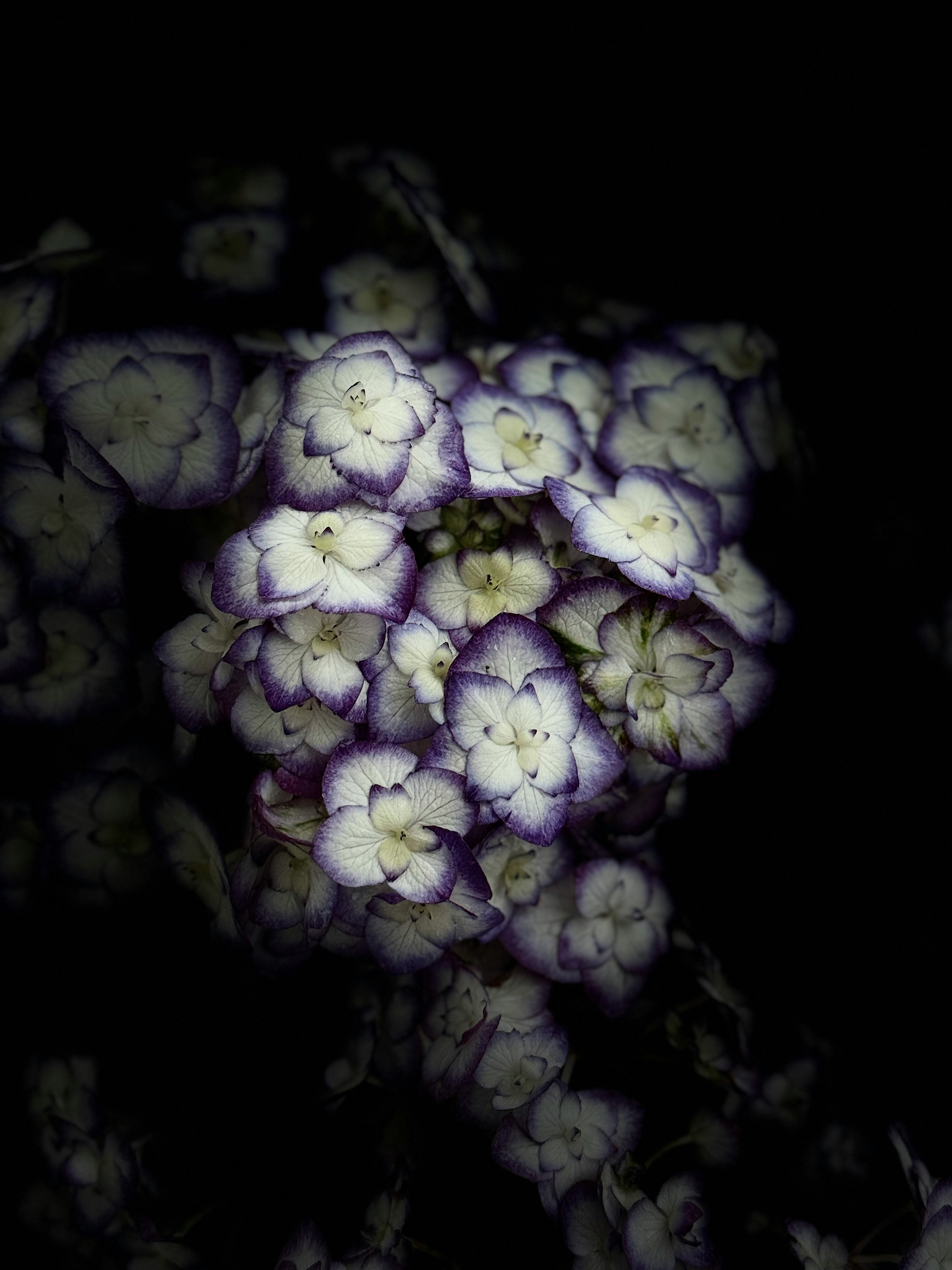 紫陽花の花が群生するクローズアップ
