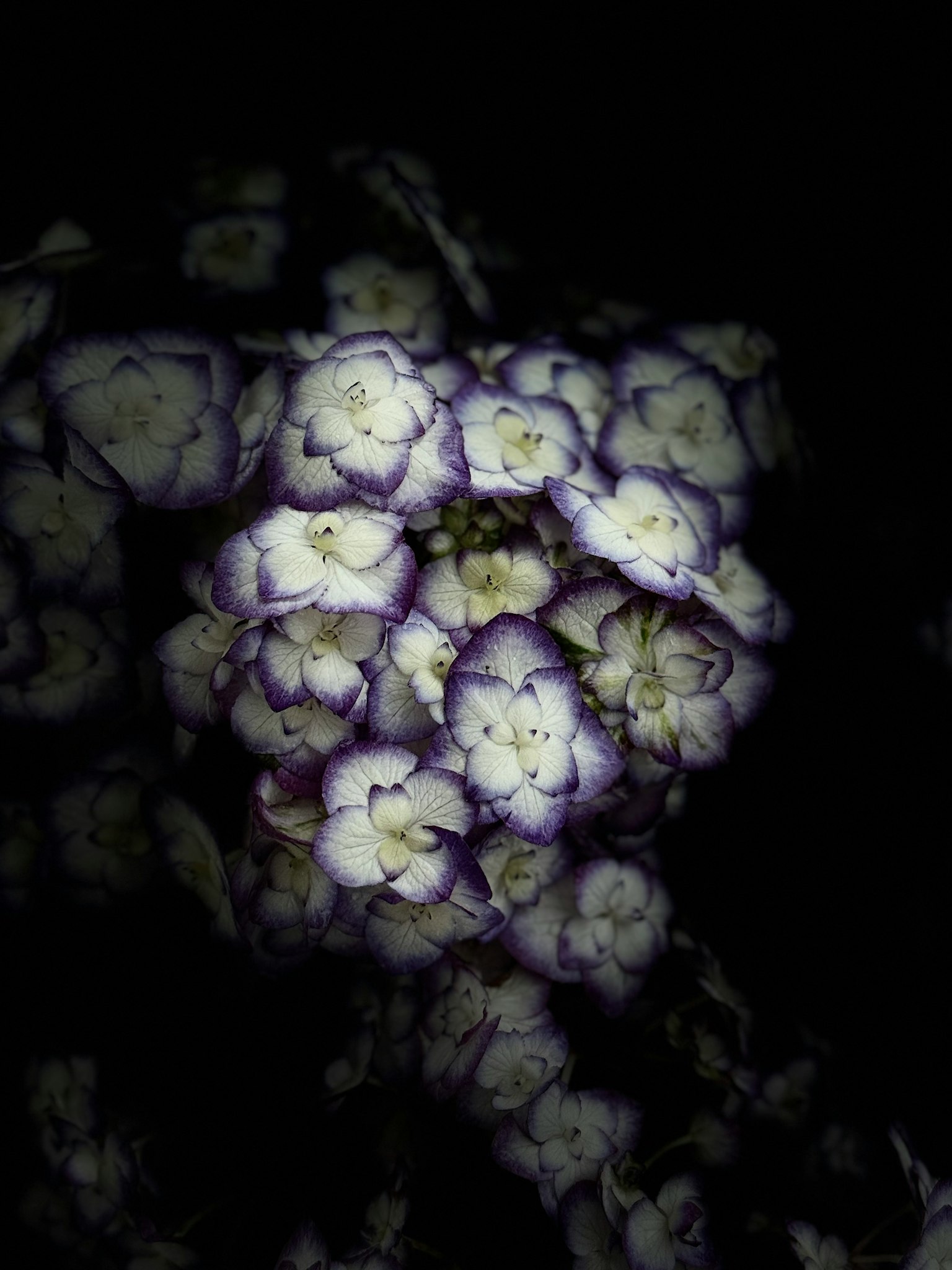 Close-up of white and purple flowers against a dark background