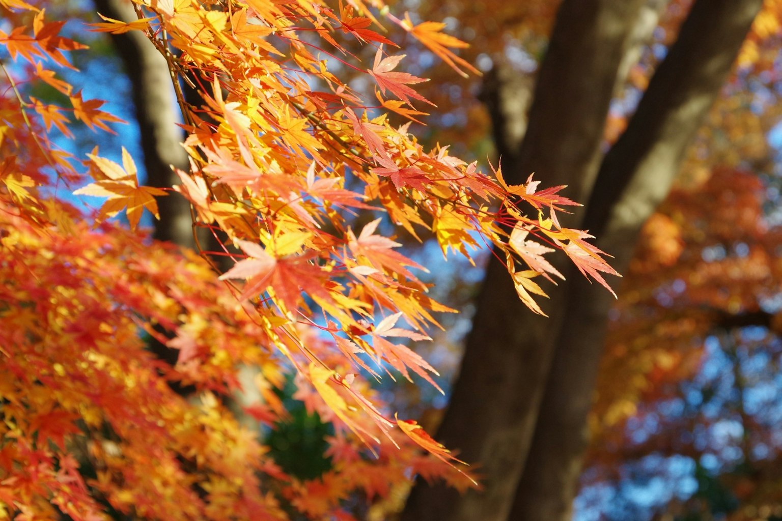 ใบไม้ฤดูใบไม้ร่วงที่มีสีสันสดใสในเฉดสีส้มและเหลืองท่ามกลางท้องฟ้าสีฟ้าใส