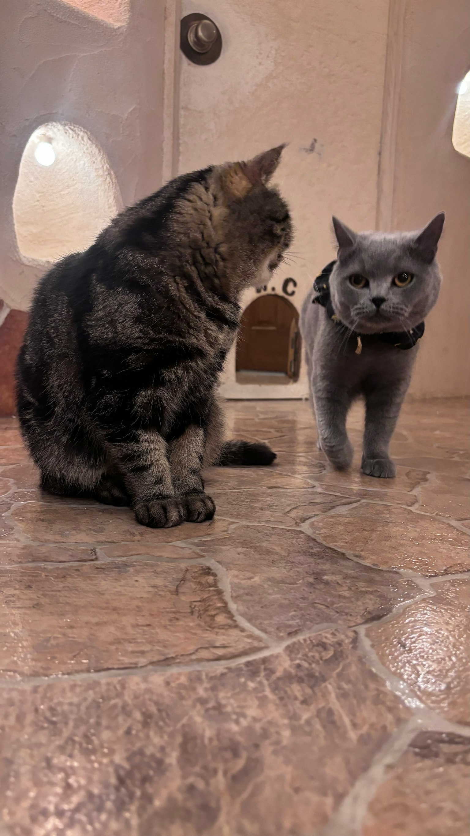 两只猫坐在地板上一只灰色猫和一只棕色虎斑猫