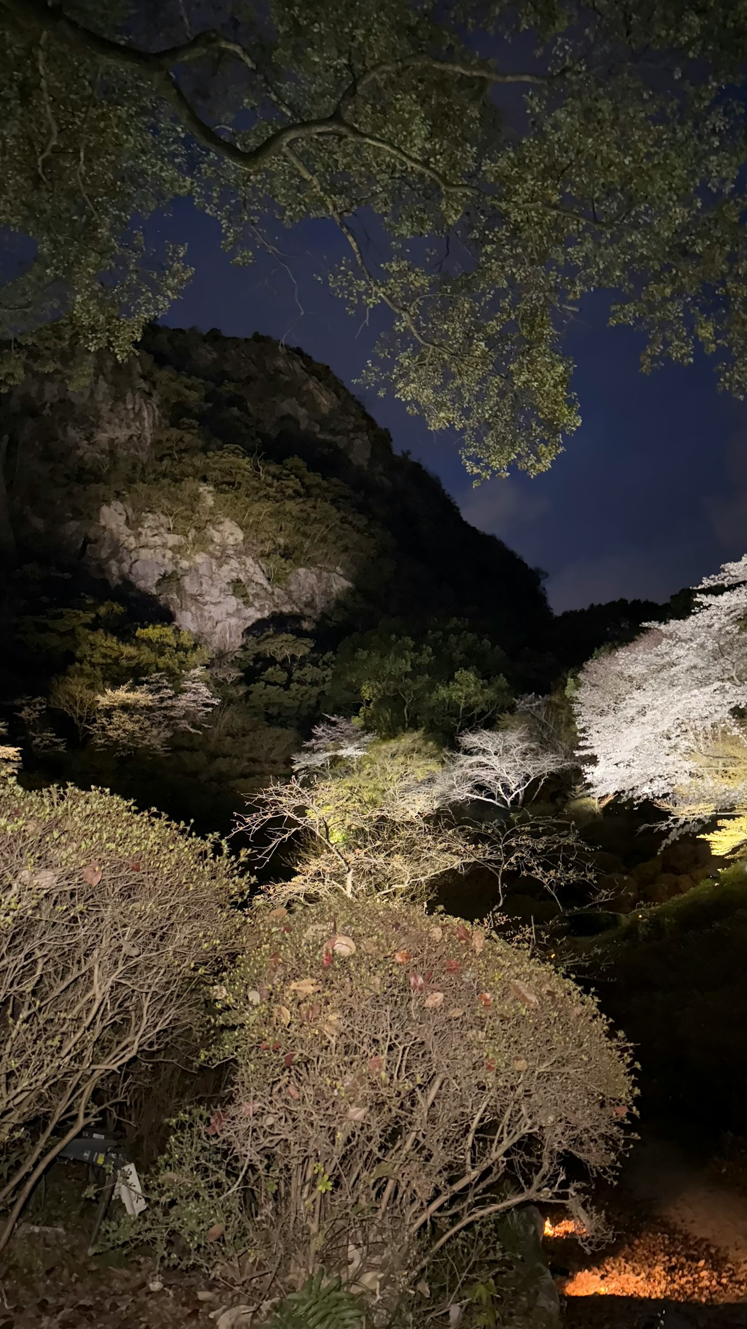 Paysage nocturne avec des arbres illuminés et des falaises rocheuses