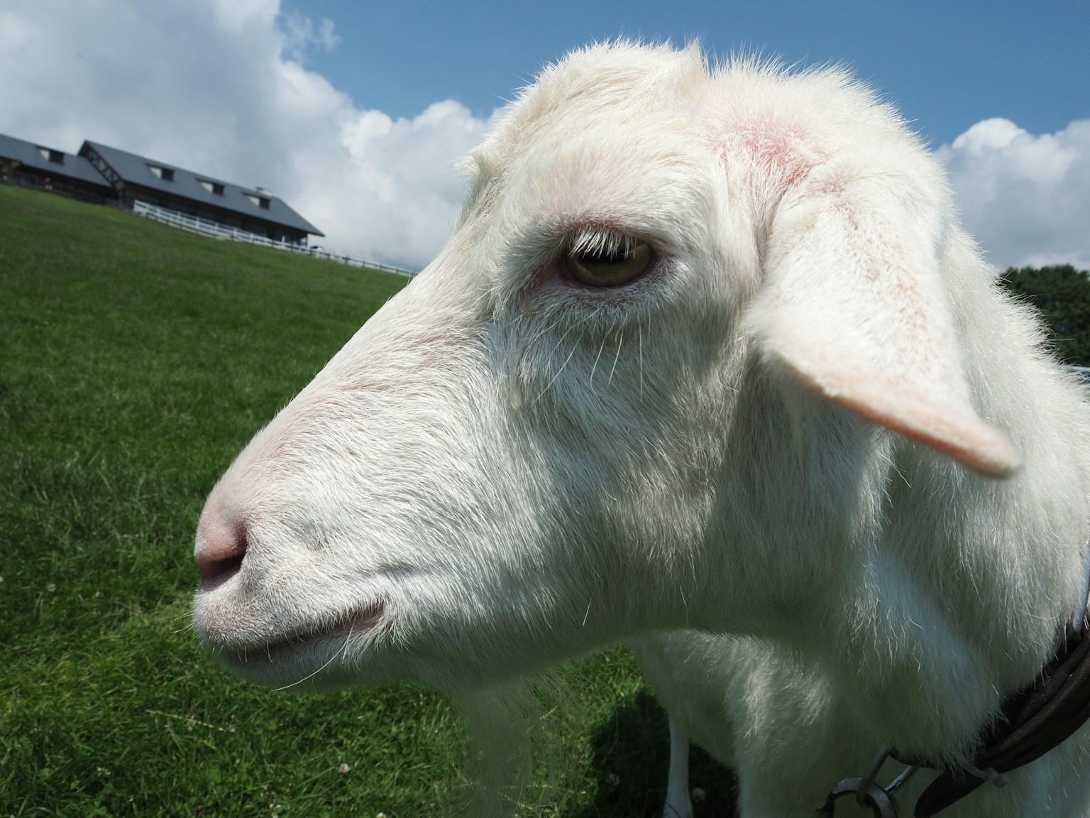 Close-up of a white goat on a green pasture