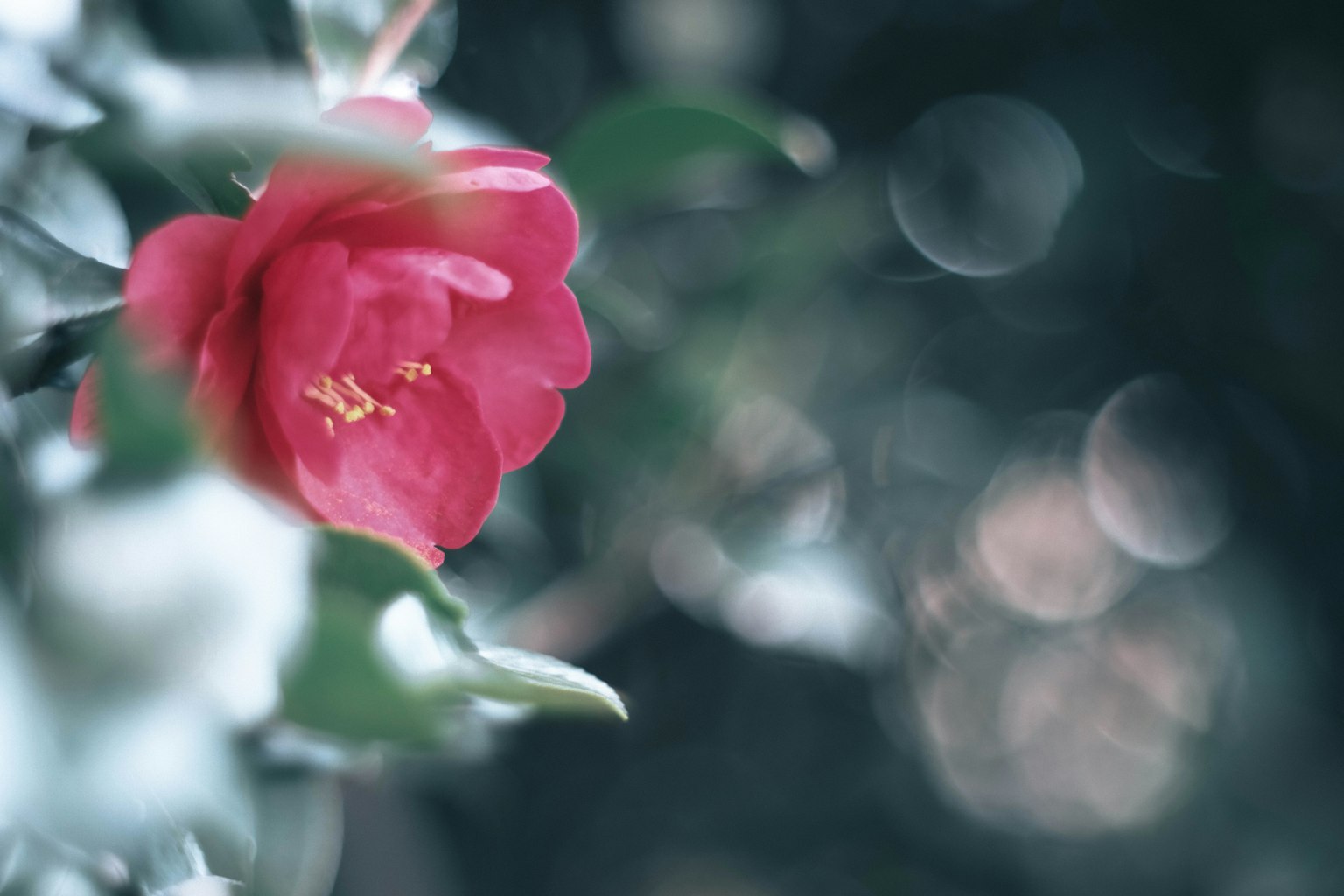 鲜艳的粉红花朵与柔和背景和绿色叶子