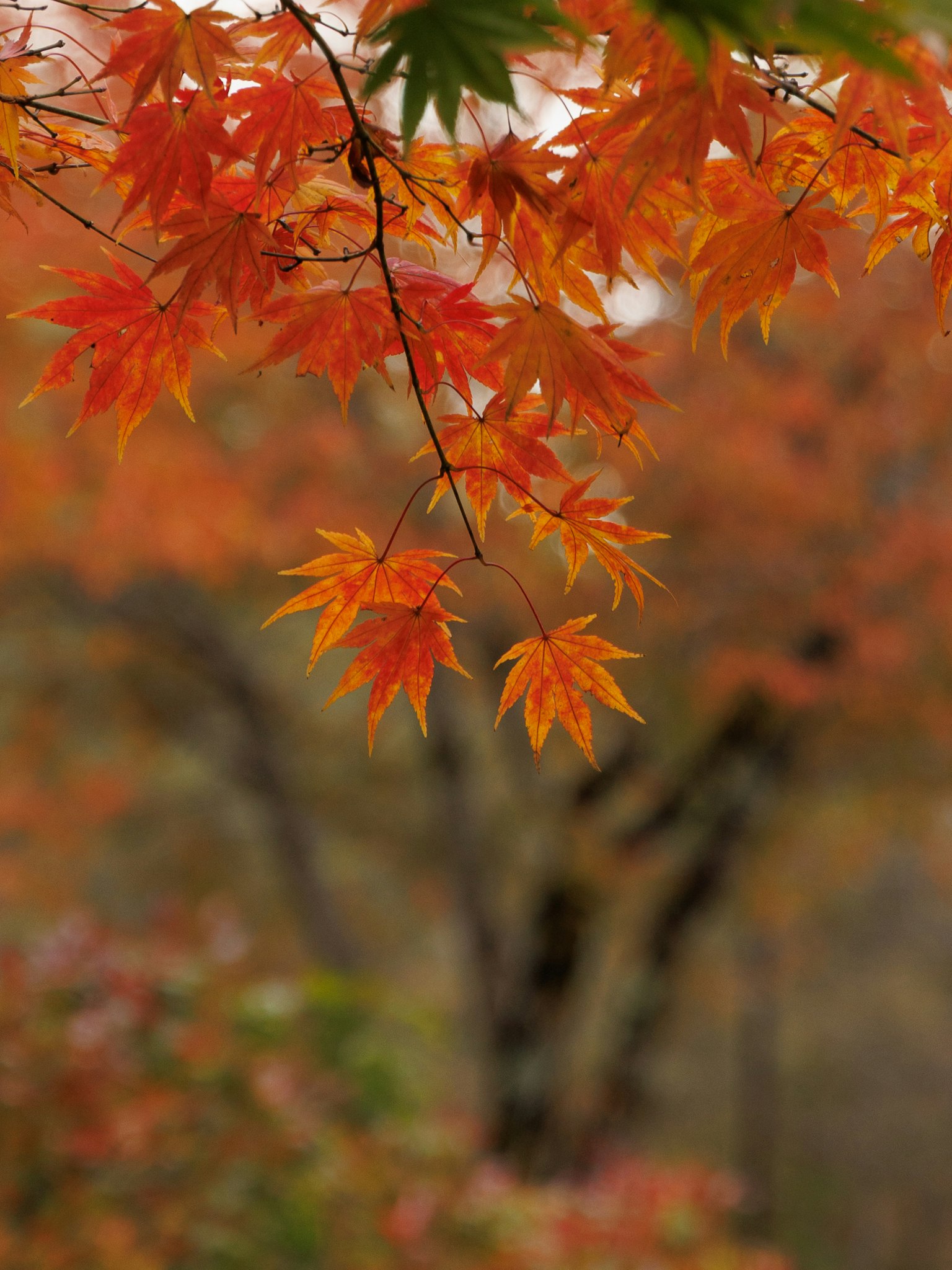 鮮やかな紅葉の葉が枝に揺れている風景