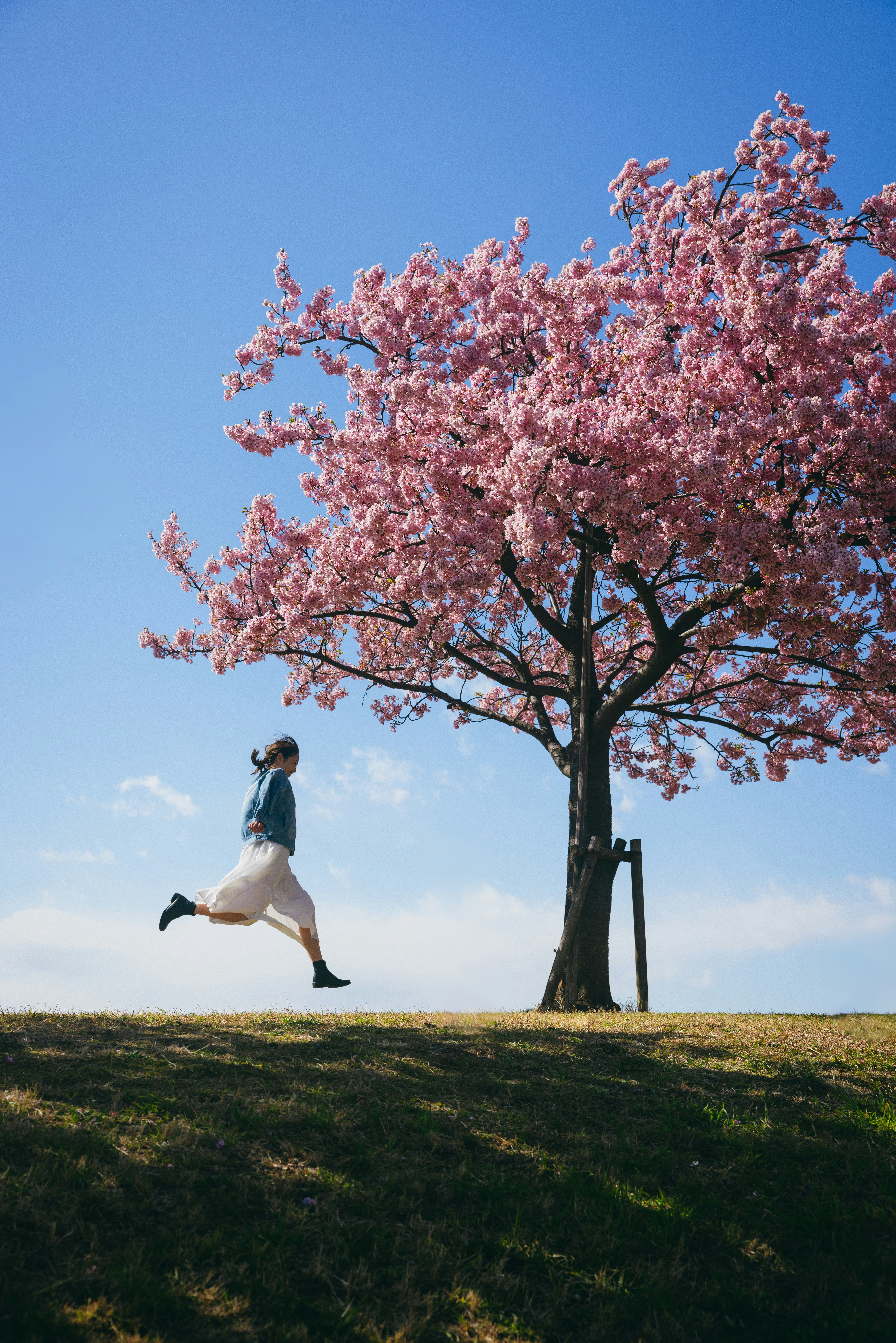 Persona corriendo junto a un árbol de flores de cerezo bajo un cielo azul