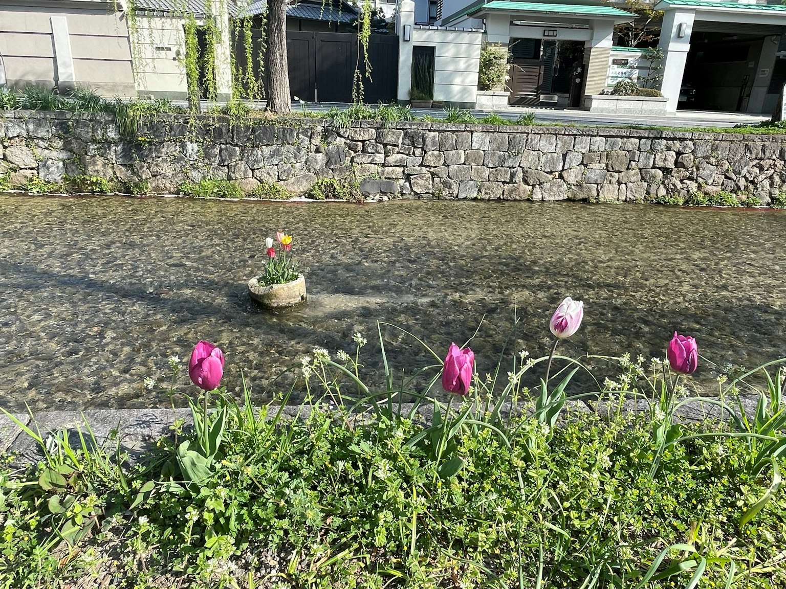 溪流中漂浮着花朵的风景和周围的绿色草坪