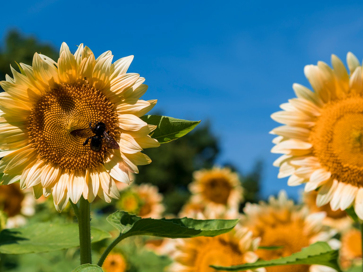 Abeja en un girasol en un campo bajo un cielo azul