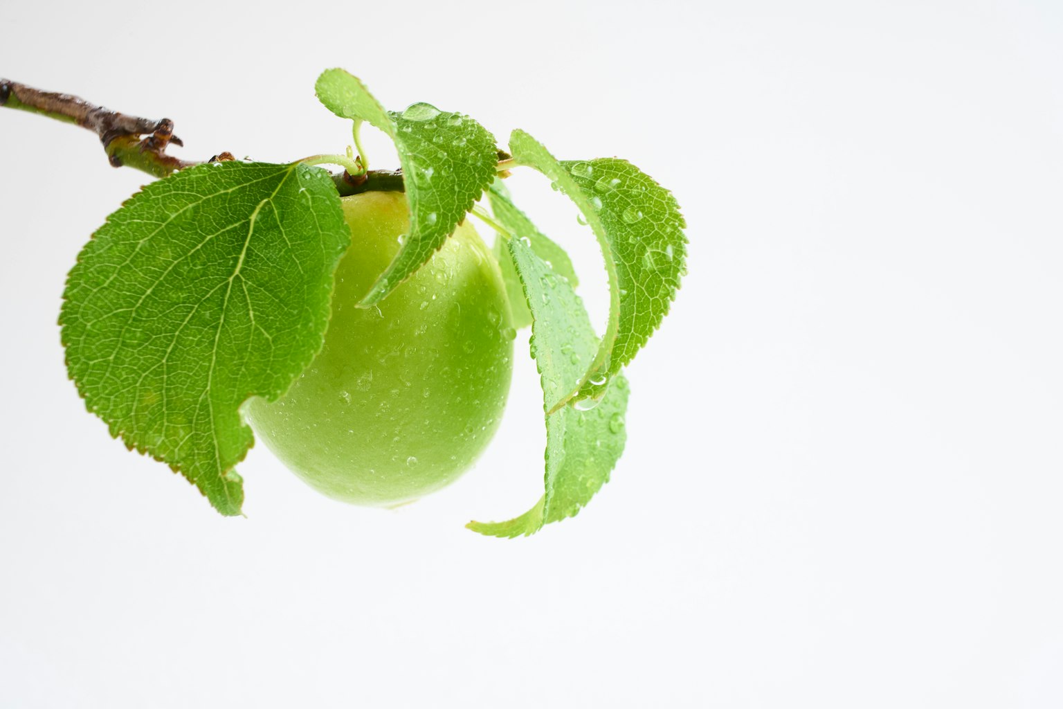 Un fruit vert suspendu entre des feuilles sur une branche