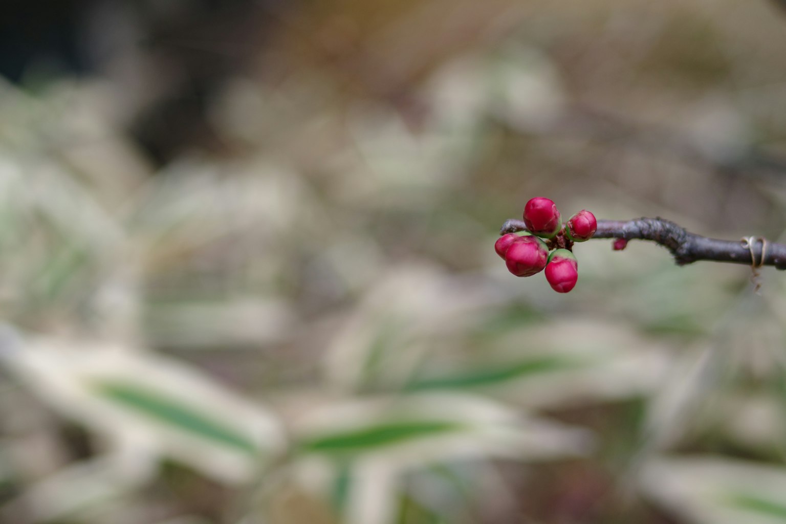 Cabang dengan buah merah dan latar belakang hijau kabur