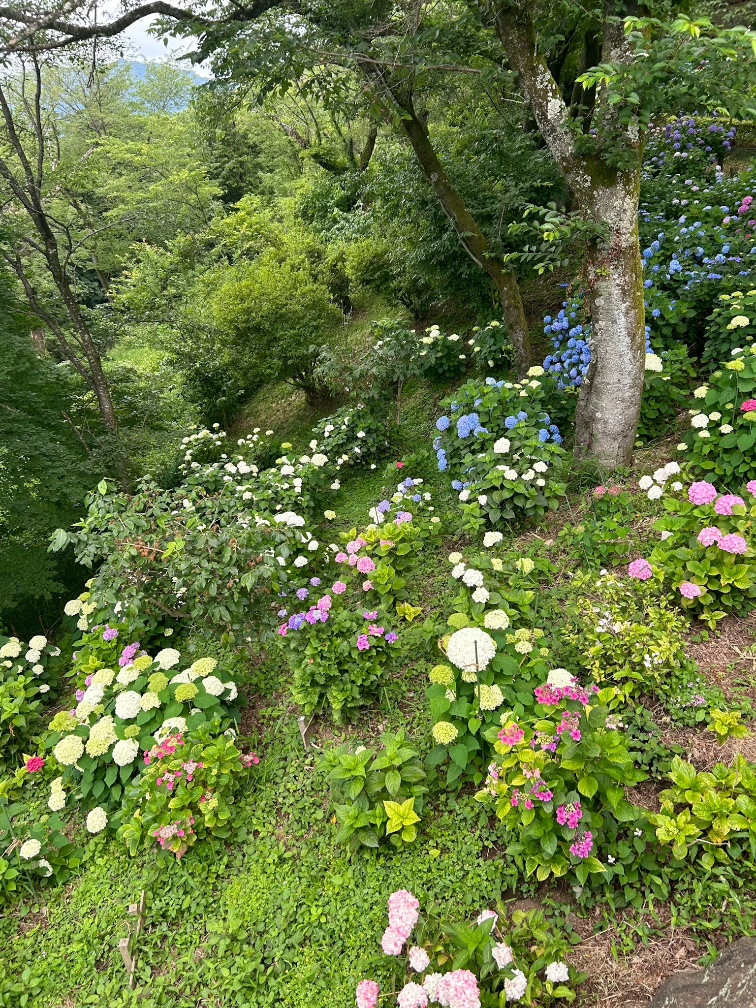 Ladera exuberante adornada con flores coloridas en flor
