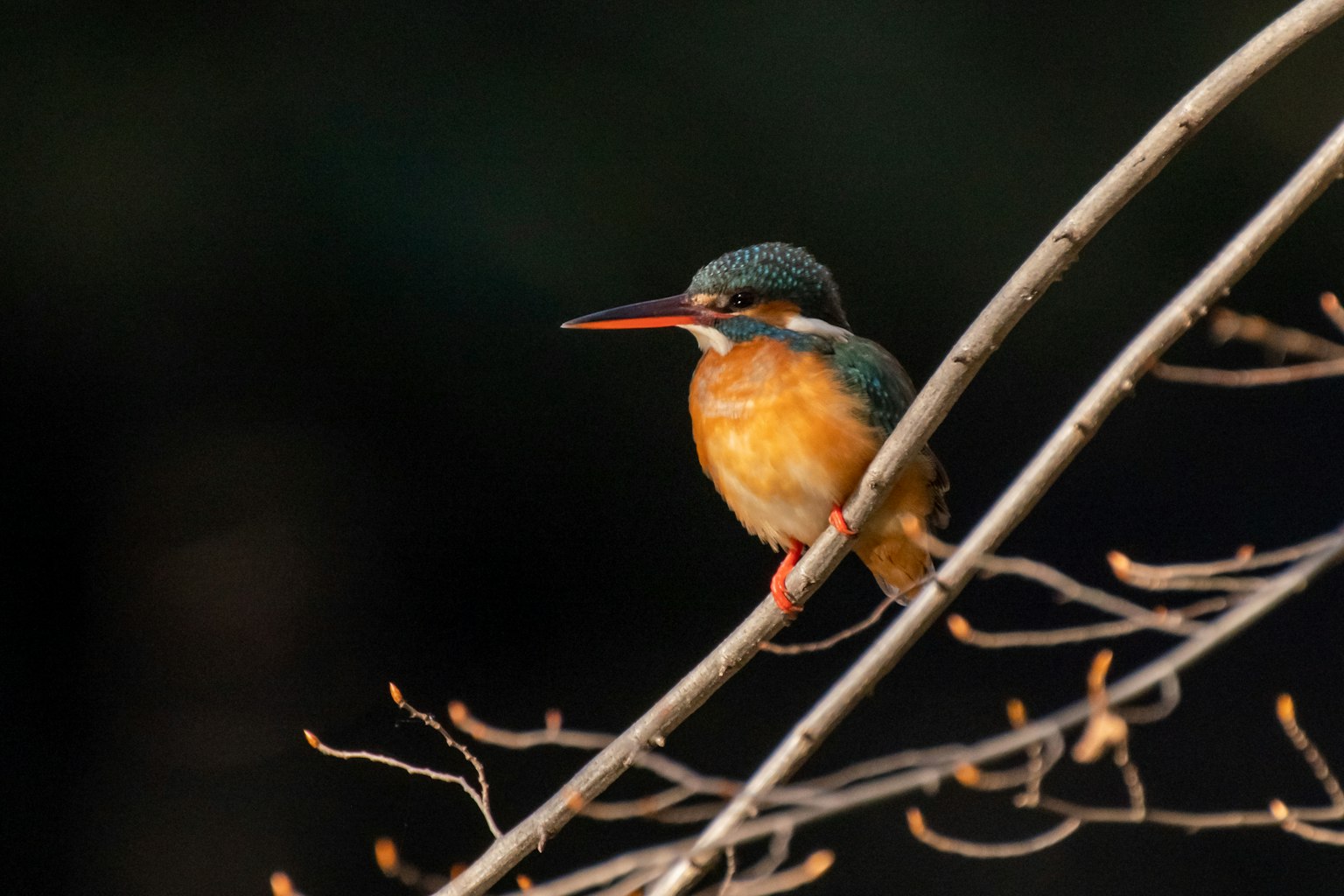 Seekor burung kingfisher bertengger di dahan menunjukkan bulu yang cerah dan paruh yang tajam