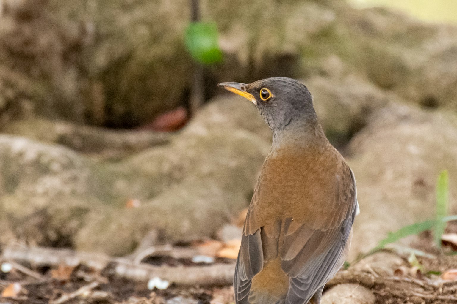 A bird with brown feathers and a gray head standing on the ground