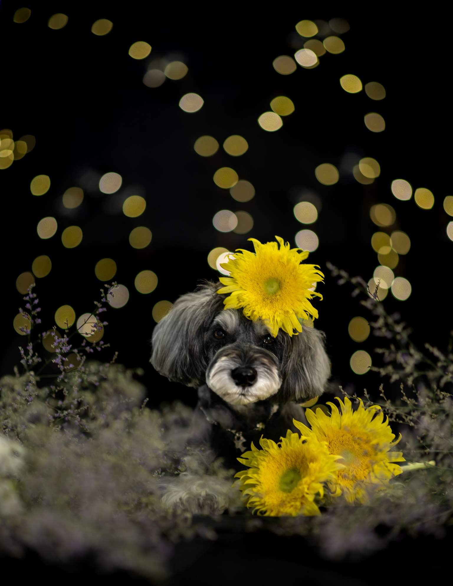 Ein Hund mit gelben Sonnenblumen auf dem Kopf vor einem schwarzen Hintergrund