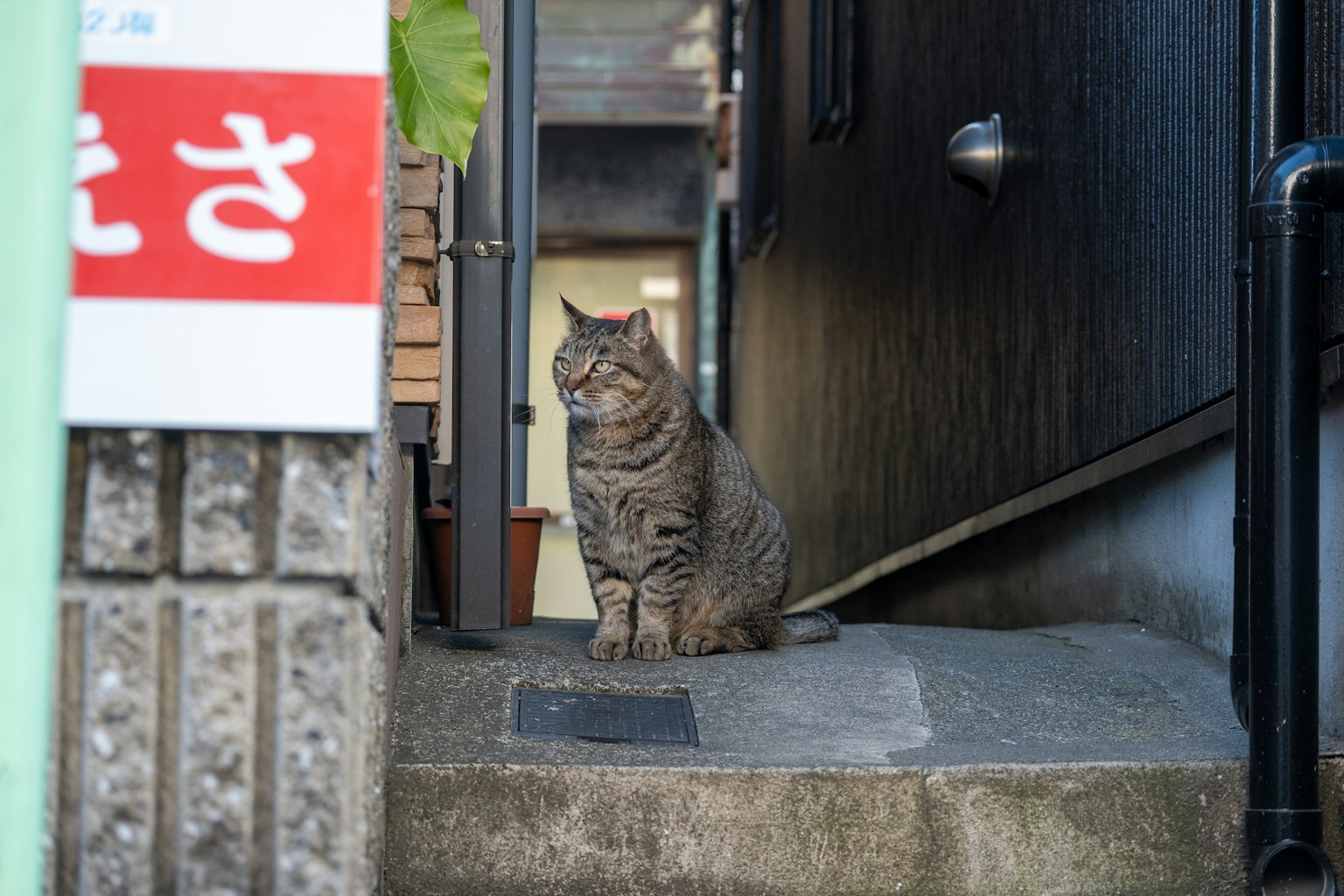 一只猫坐在台阶上旁边有黑色墙壁和红色标志