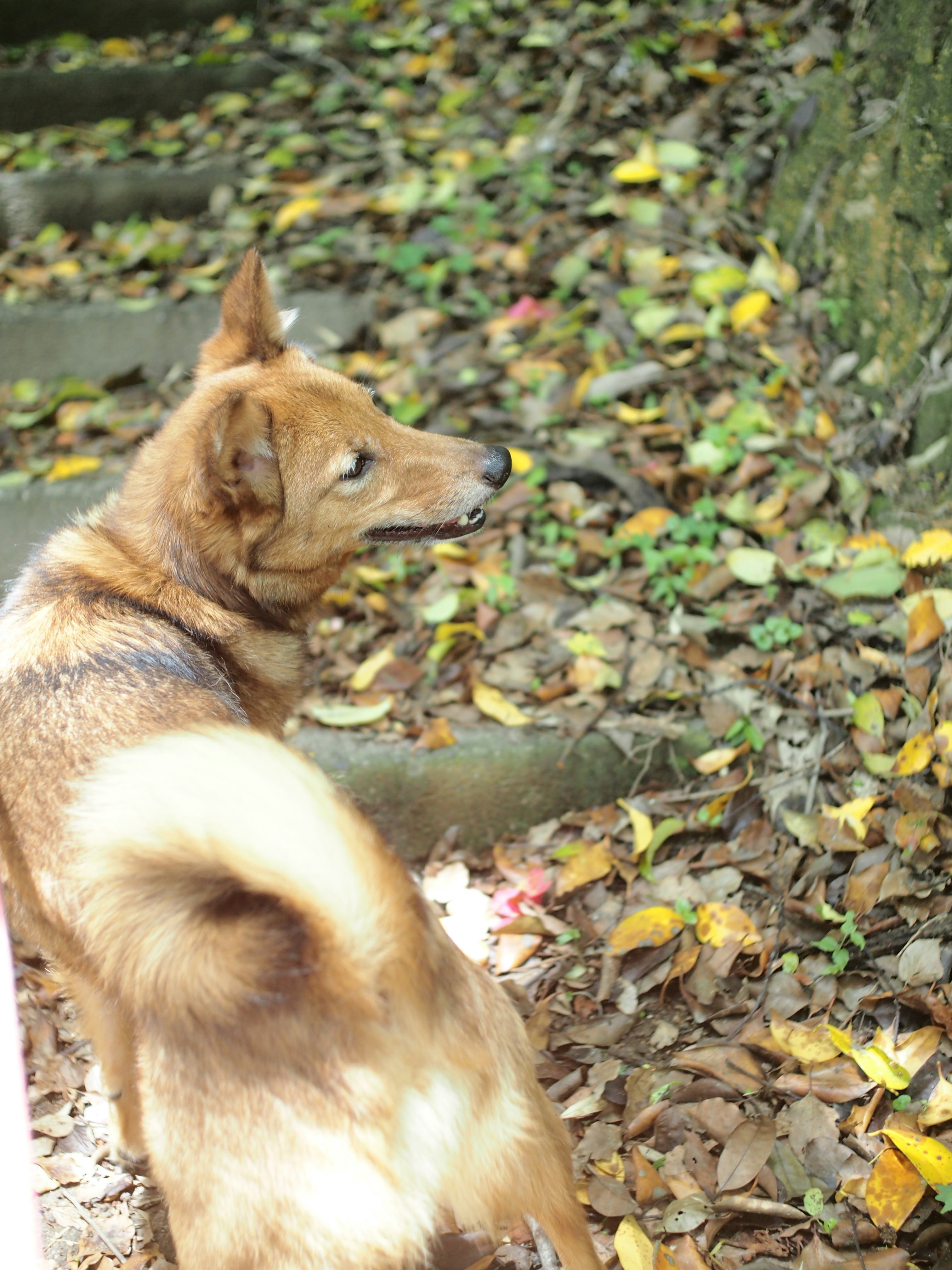 Shiba Inu descansando sobre hojas secas