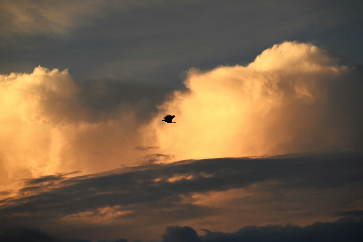 Silhouette di un uccello contro nuvole al tramonto
