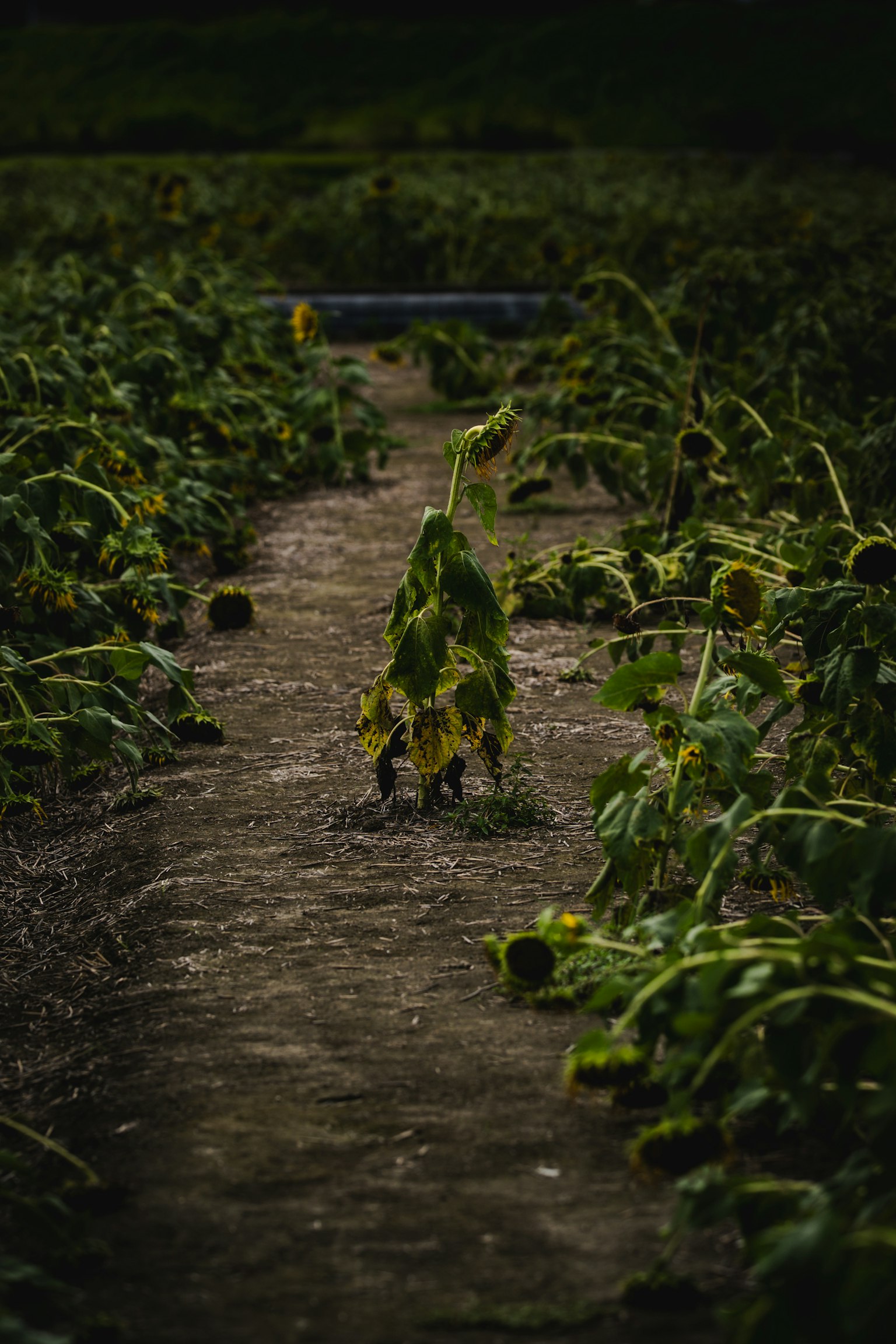 A path lined with wilted sunflowers in a field
