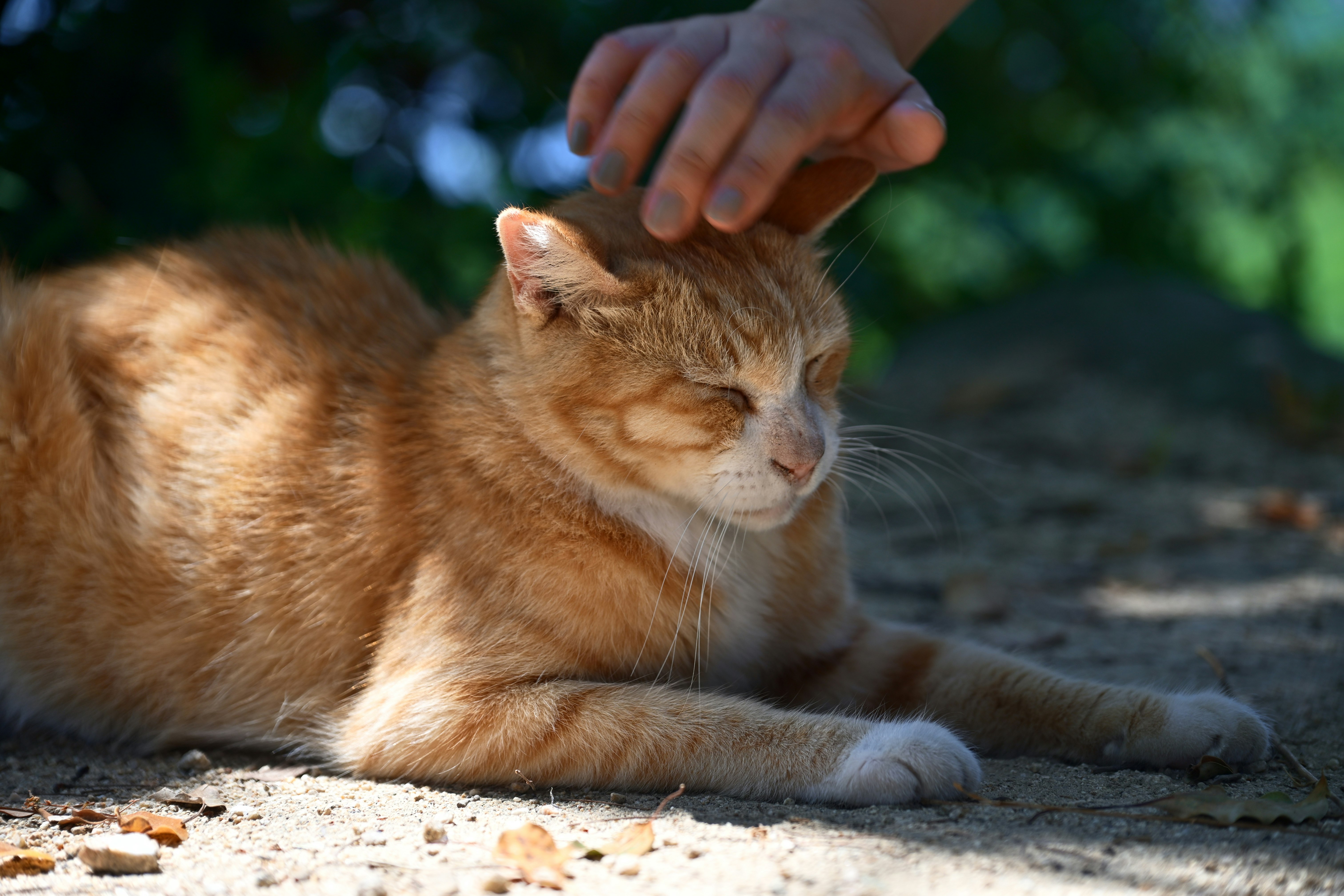 gato marrón acariciado con una mano