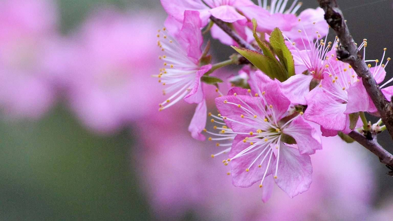Kedekatan cabang bunga sakura dengan kelopak pink yang halus dan daun hijau