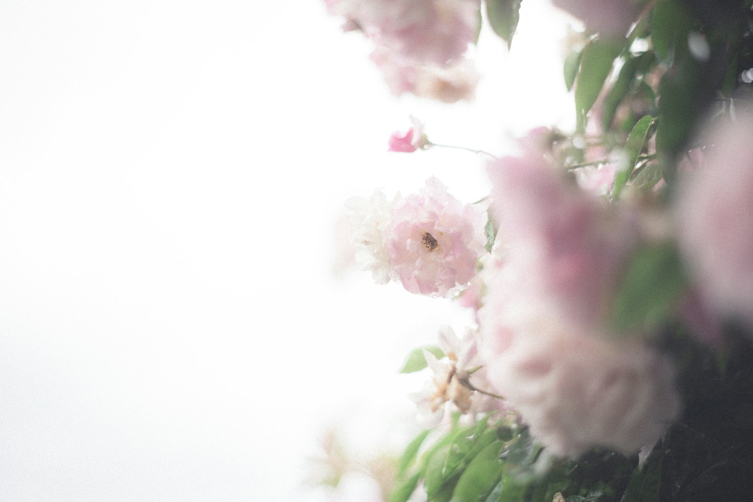 Ein schönes Bild mit rosa Blumen, die sanft gegen einen hellen Hintergrund verschwommen sind