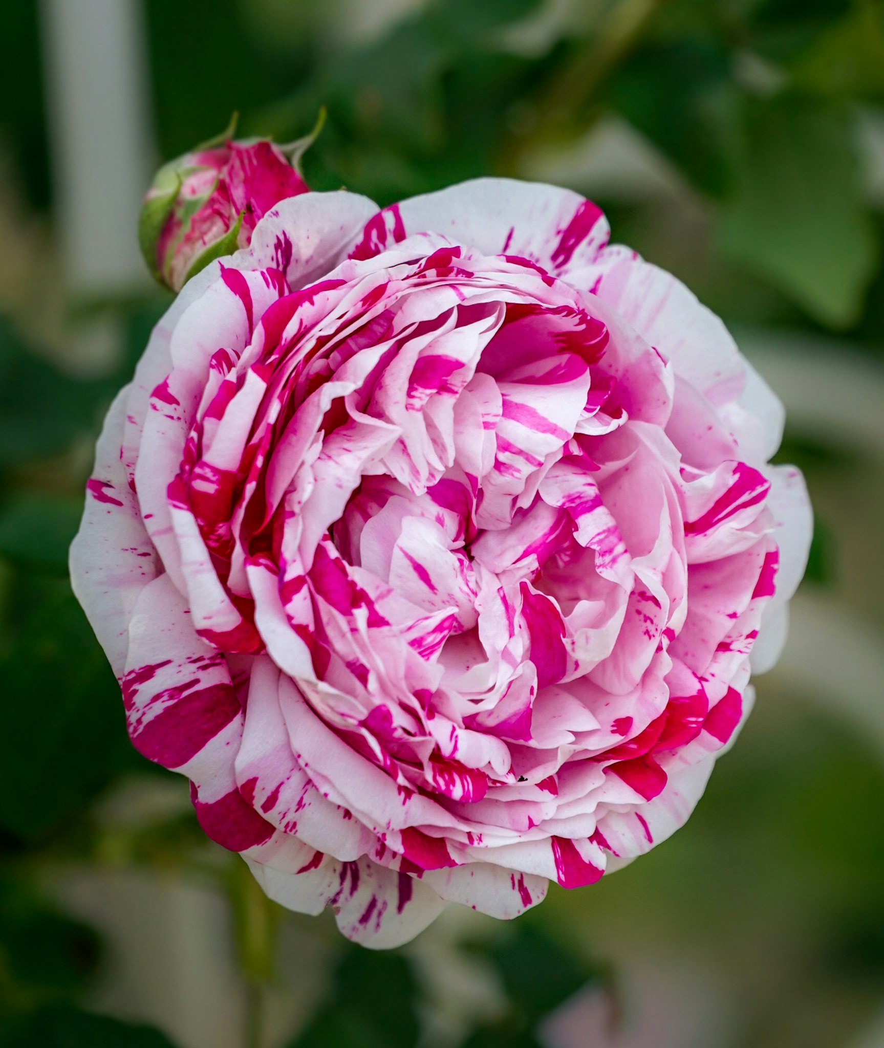 白地に濃いピンクの花びらが重なるバラのクローズアップ