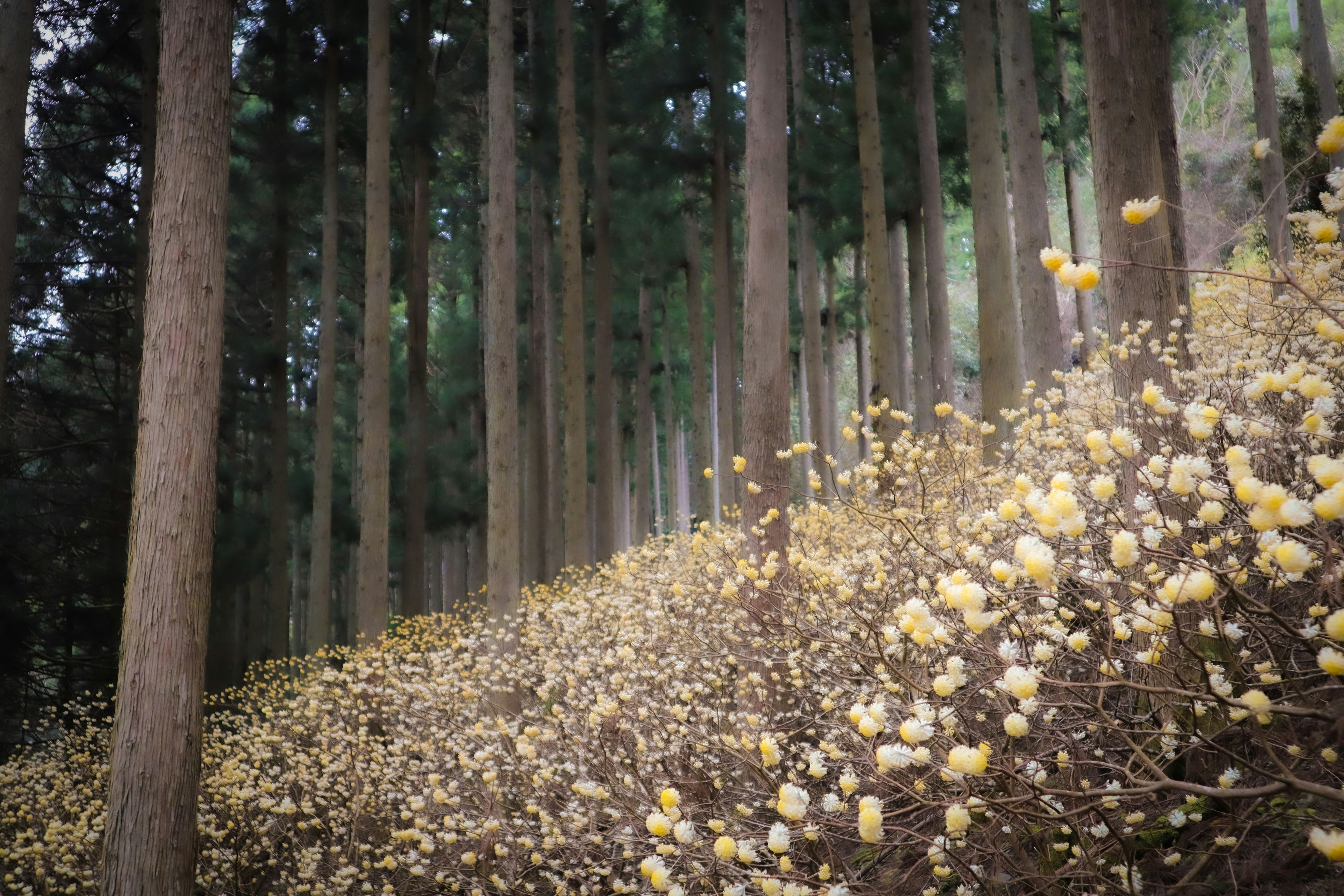 ミツマタの咲く森の小径の風景