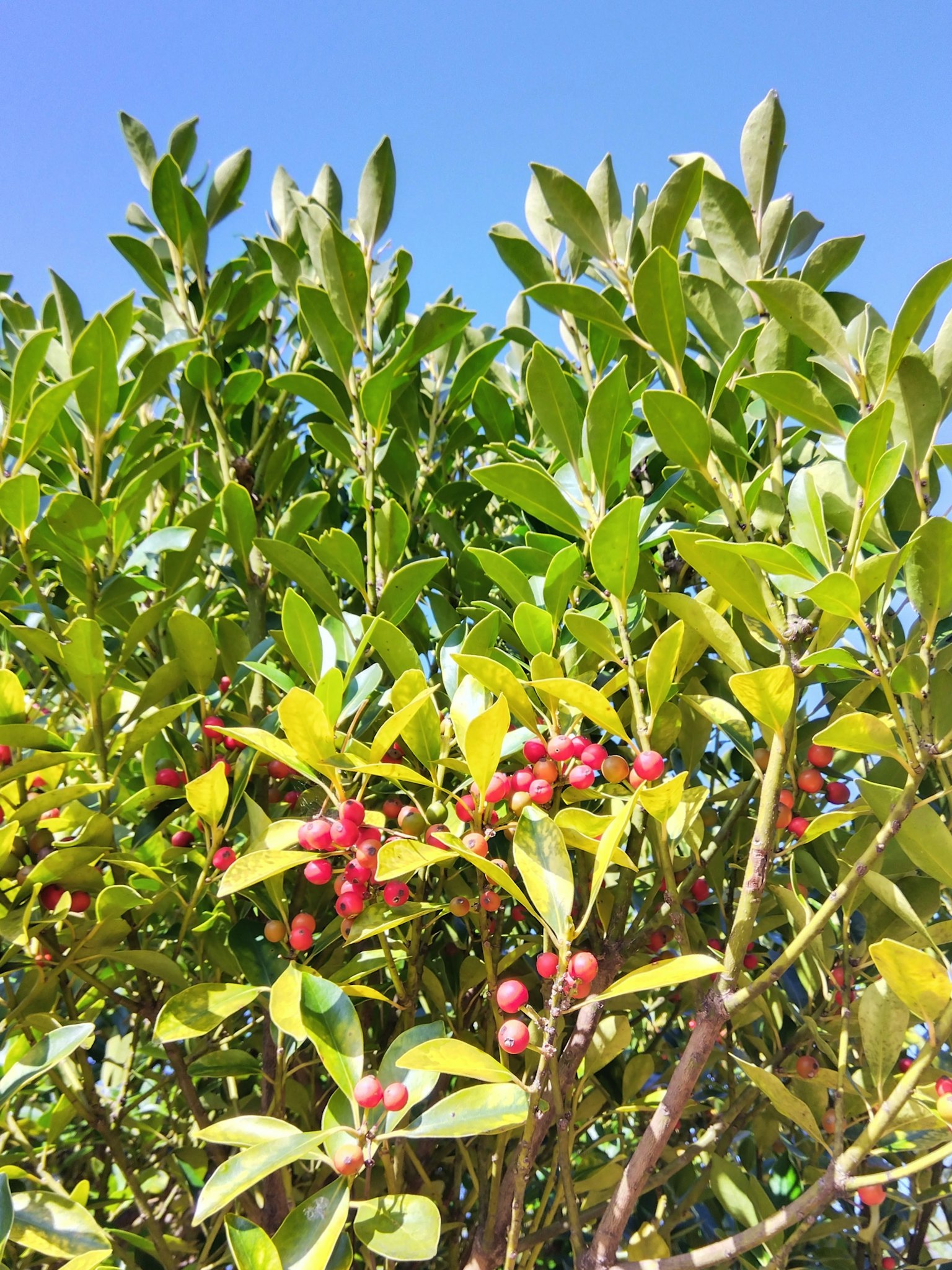 Una pianta con bacche rosse e foglie verdi sotto un cielo blu