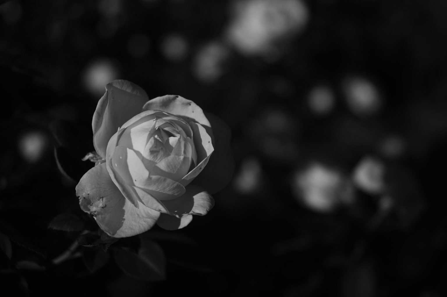 前景中有一朵黑白玫瑰，背景中有模糊的花朵