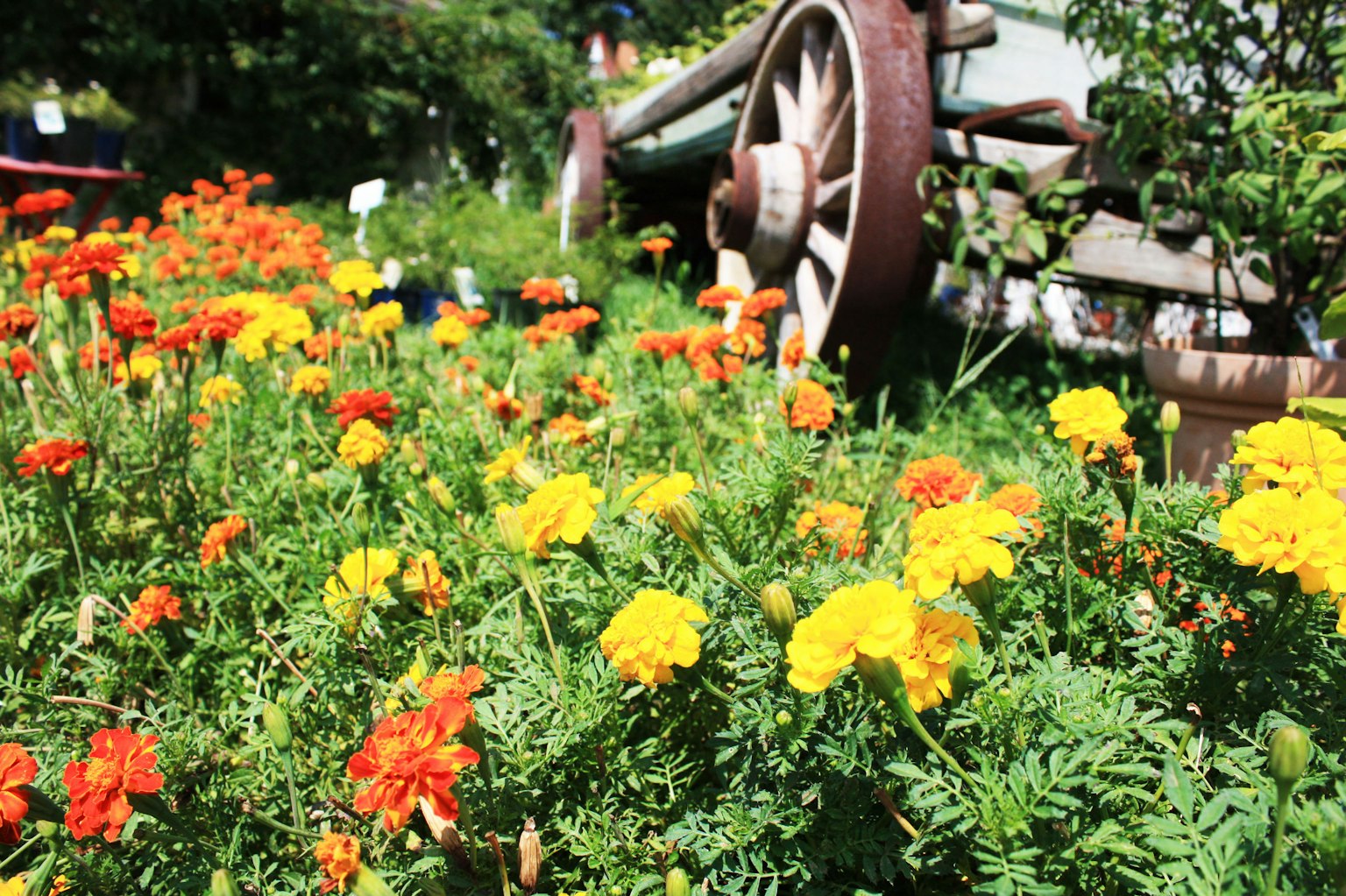 A vibrant garden scene with orange and yellow marigold flowers blooming an old wheel in the background