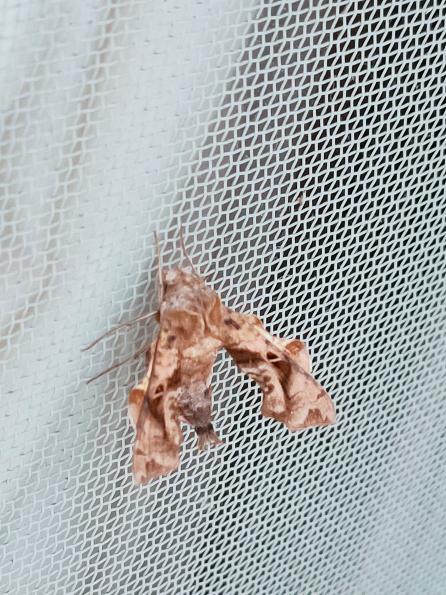 Moth brun se reposant sur un écran en maille