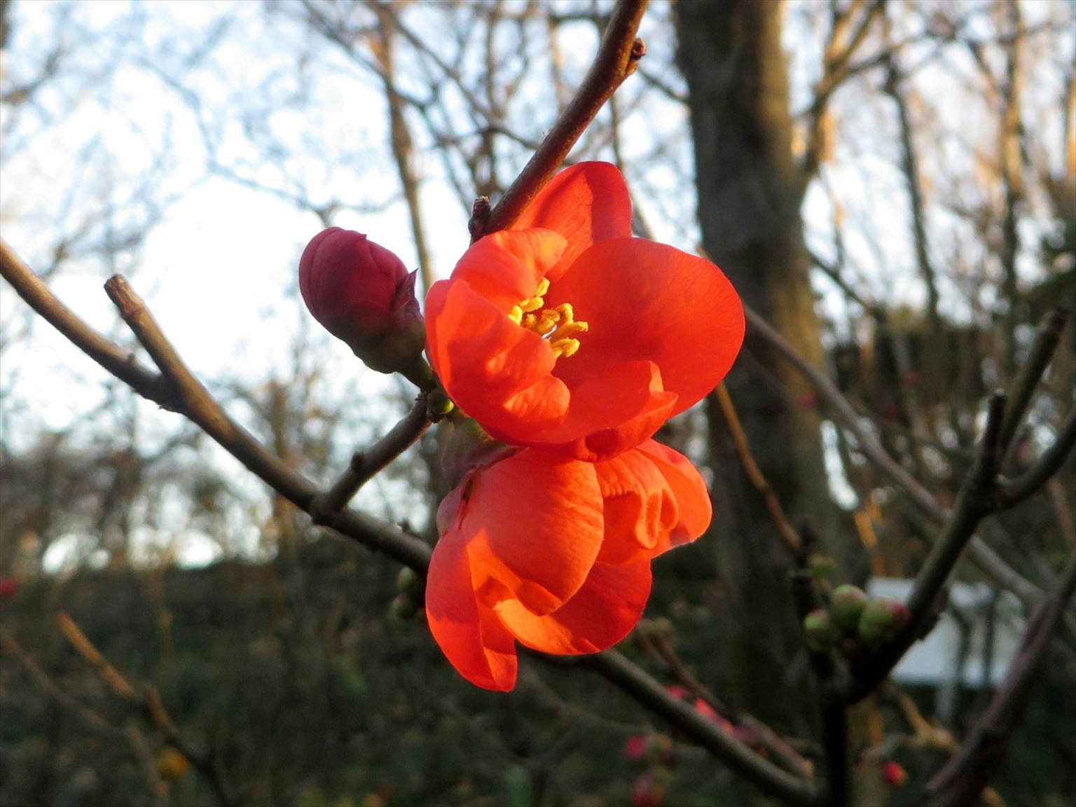 Nahaufnahme eines Zweigs mit lebhaften orangefarbenen Blumen