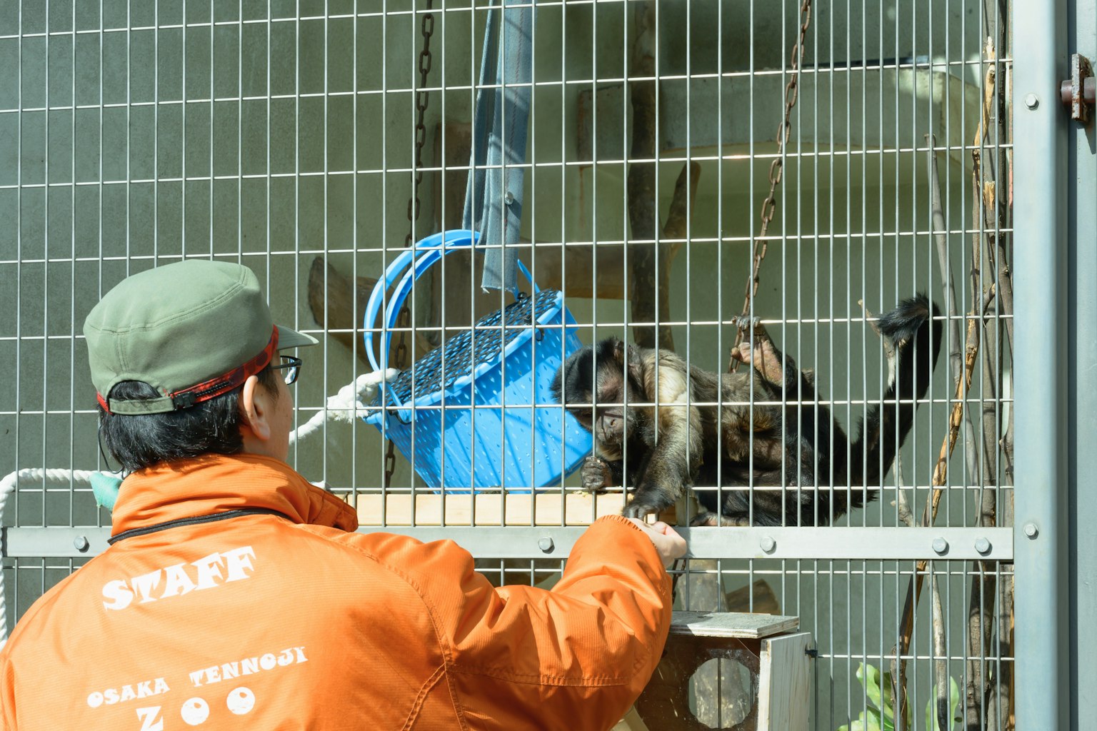 Un gardien de zoo interagissant avec un singe dans une cage