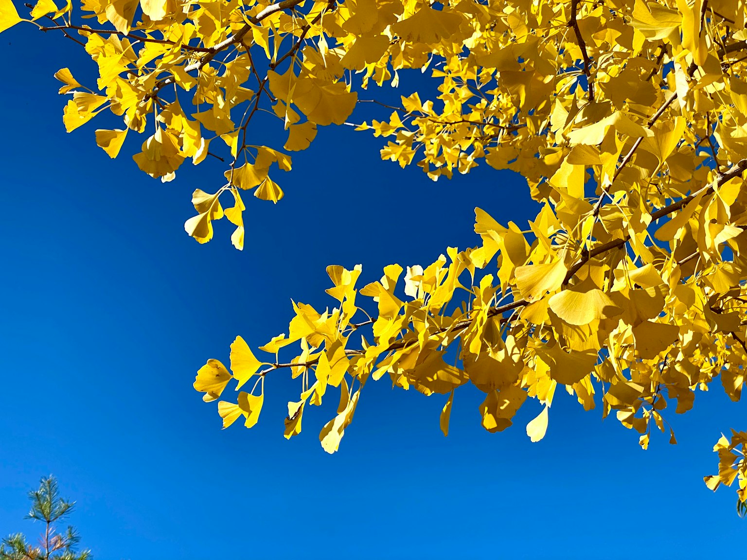 Lá ginkgo vàng rực rỡ dưới bầu trời xanh trong