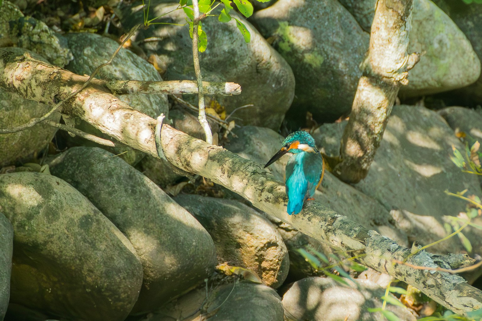 Seekor burung raja udang dengan bulu biru bertengger di dahan di antara batu