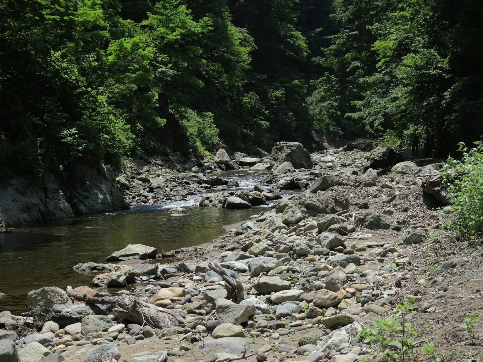 Banchina del fiume con sassi sparsi circondata da alberi verdi lussureggianti